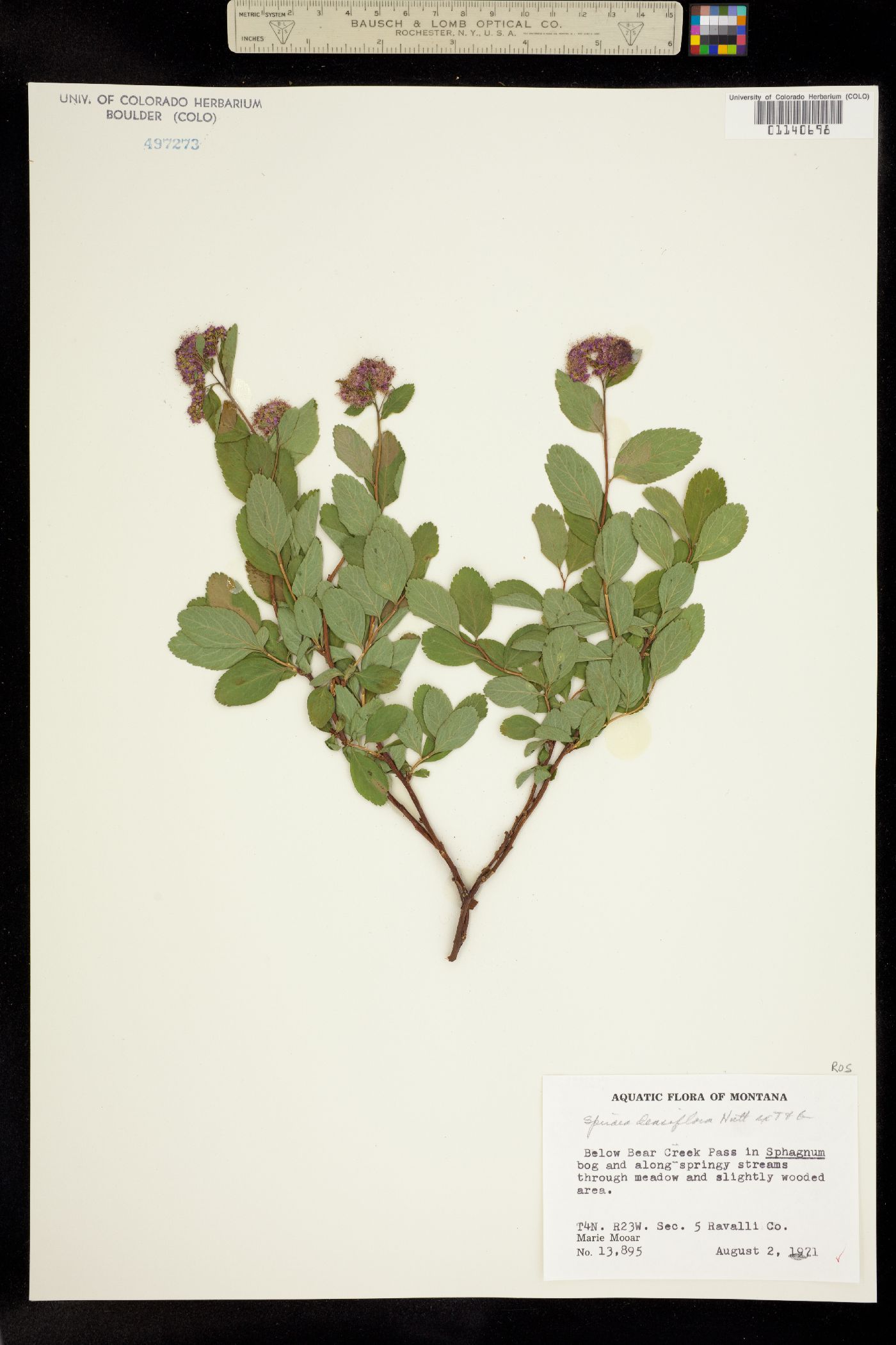 Spiraea splendens var. splendens image