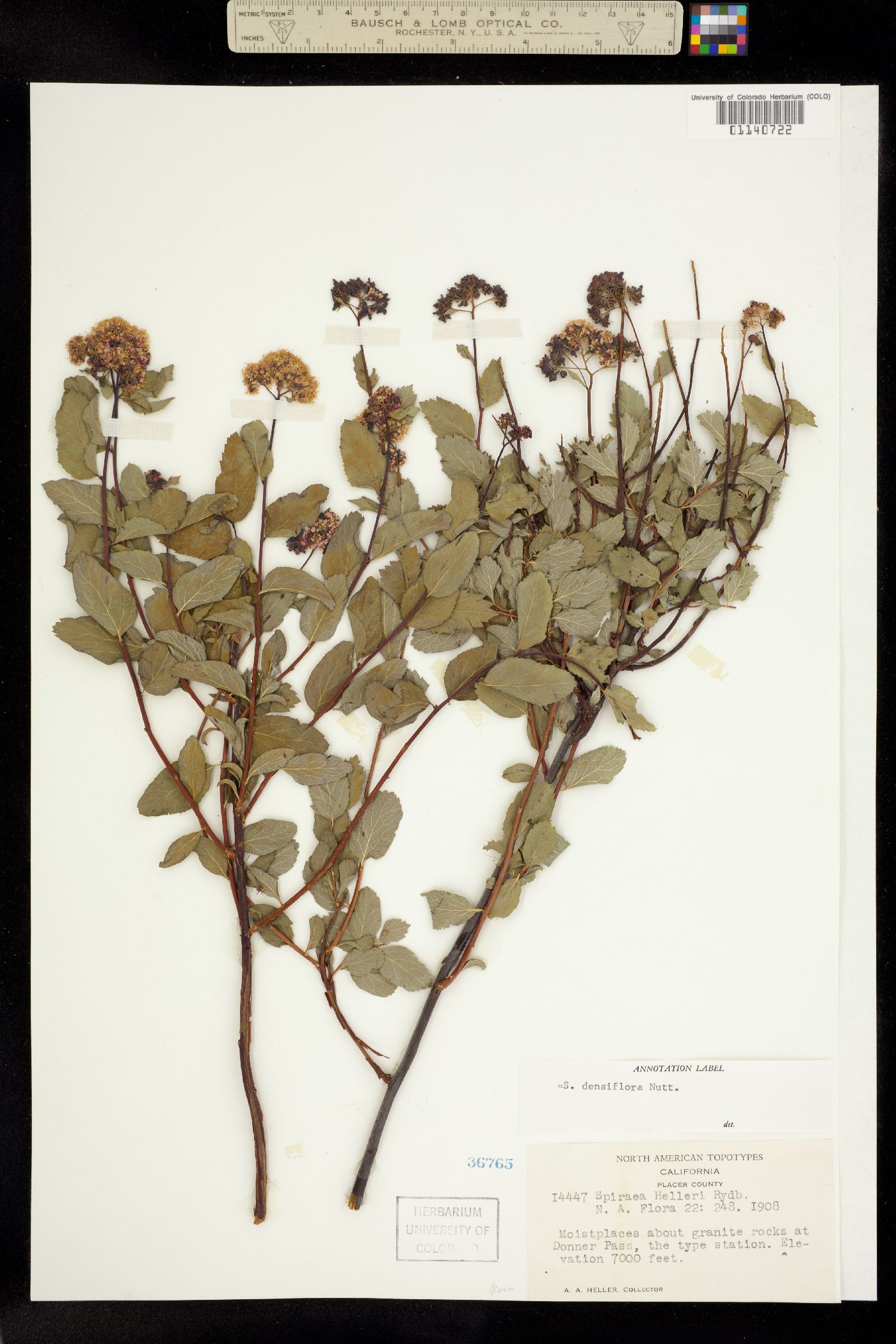 Spiraea splendens var. splendens image