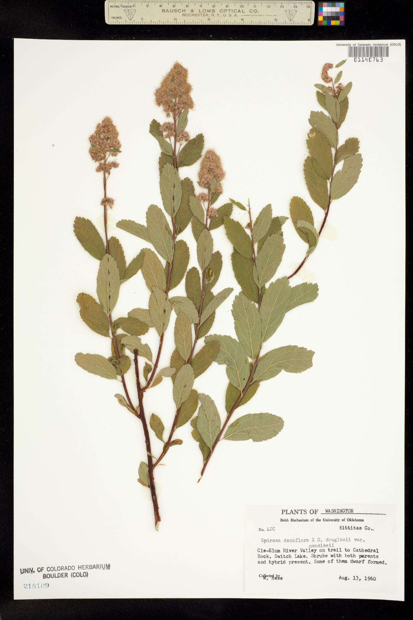 Spiraea splendens image