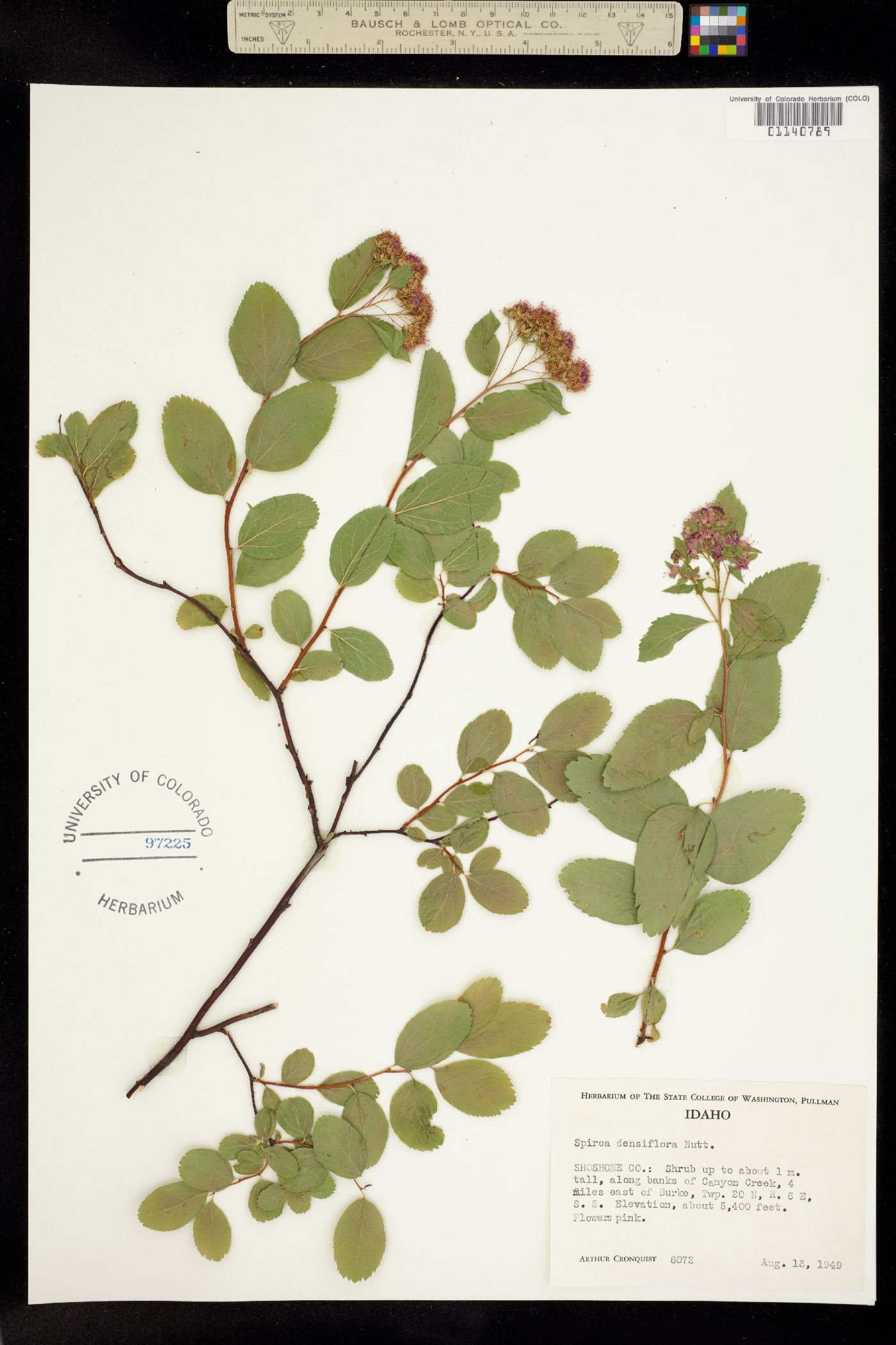 Spiraea splendens image