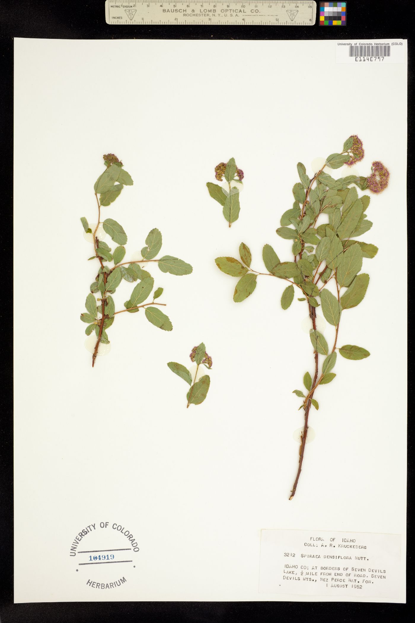 Spiraea image