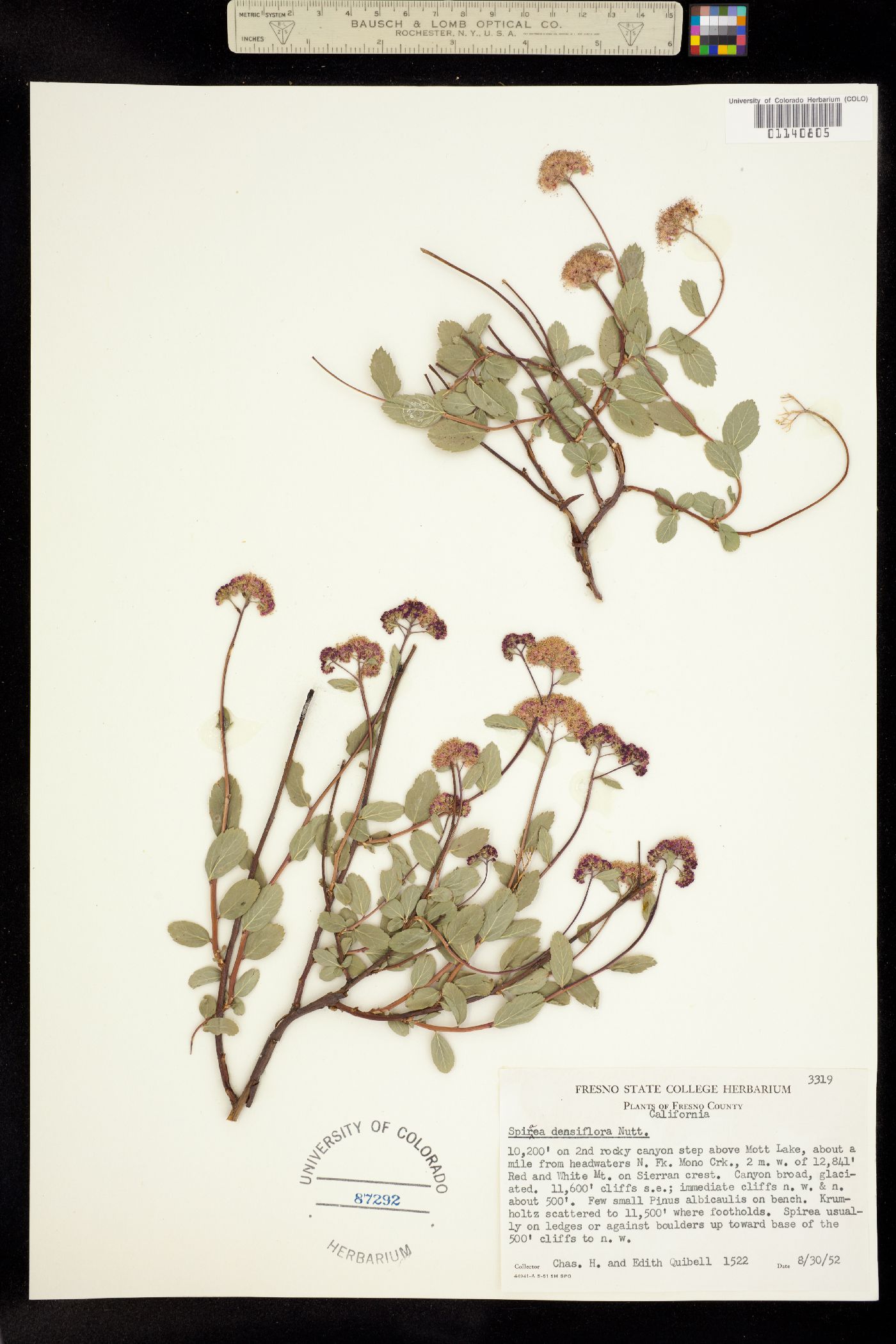 Spiraea splendens var. splendens image