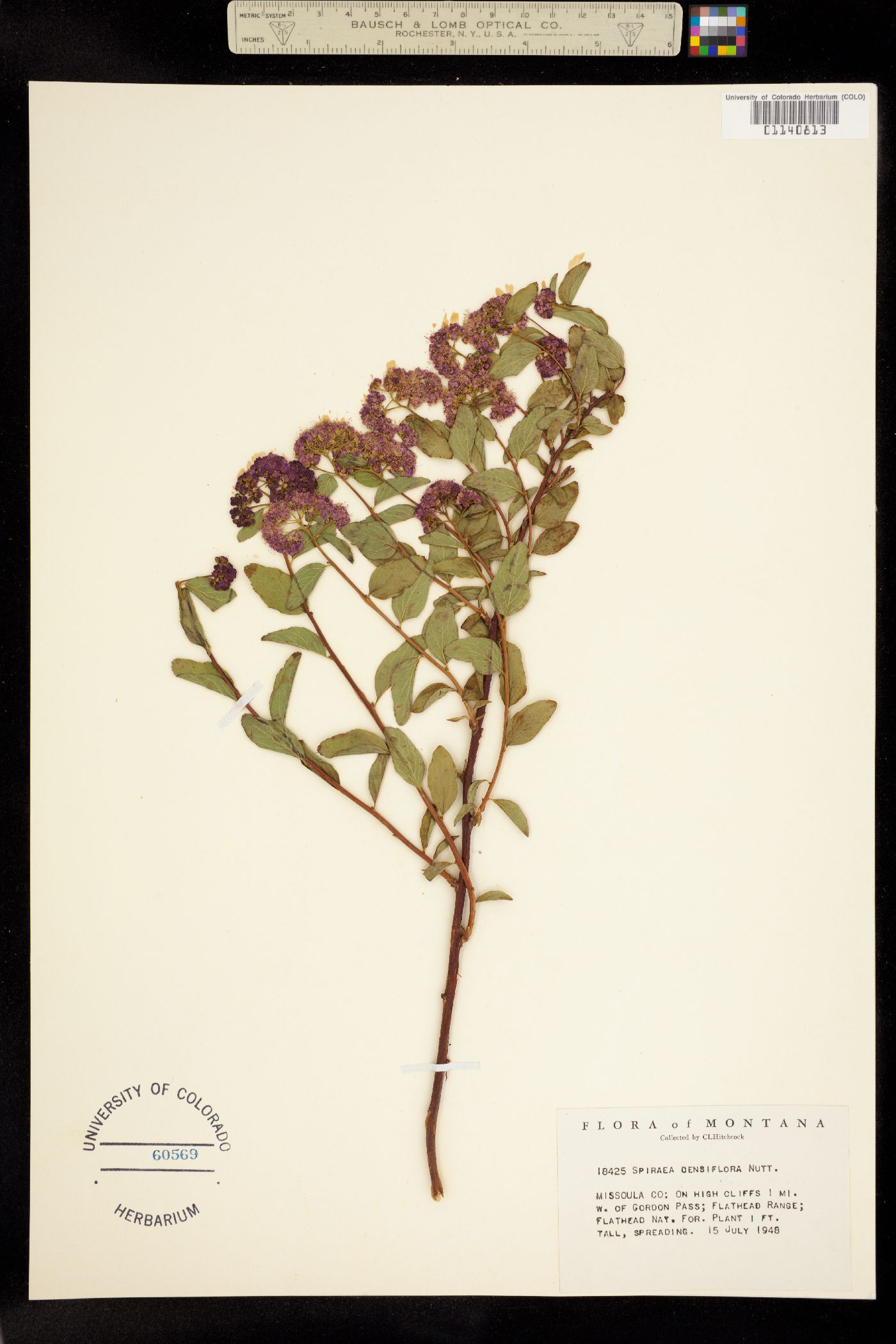Spiraea splendens var. splendens image