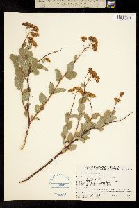 Spiraea densiflora image