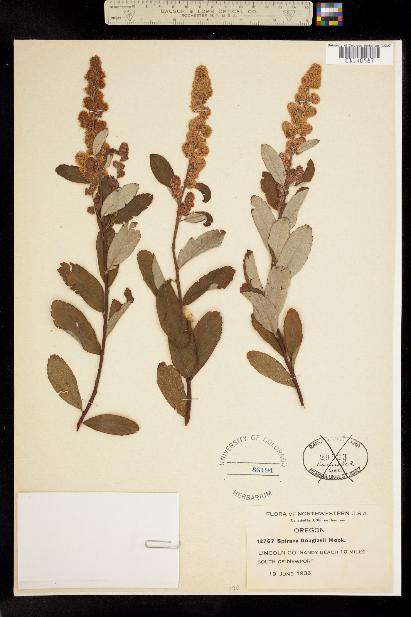 Spiraea douglasii image