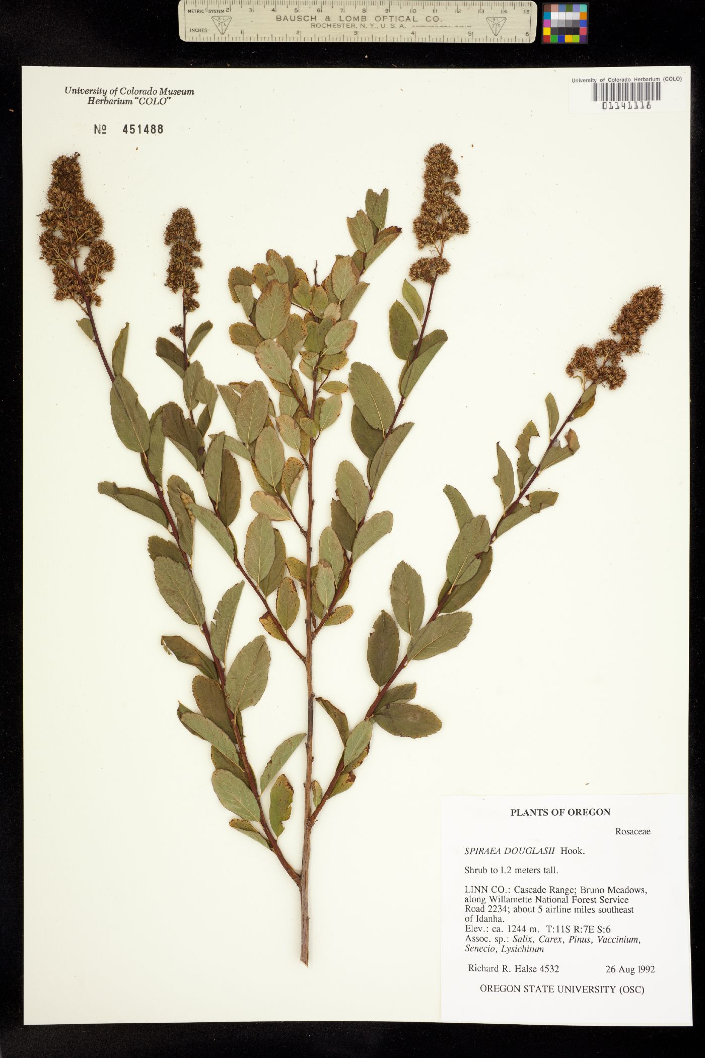 Spiraea douglasii image