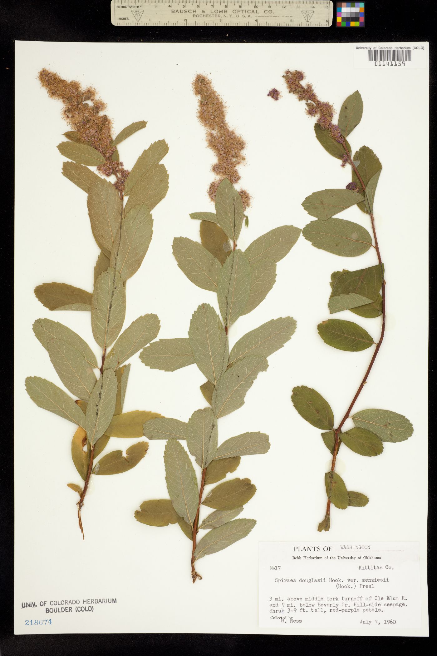 Spiraea douglasii image