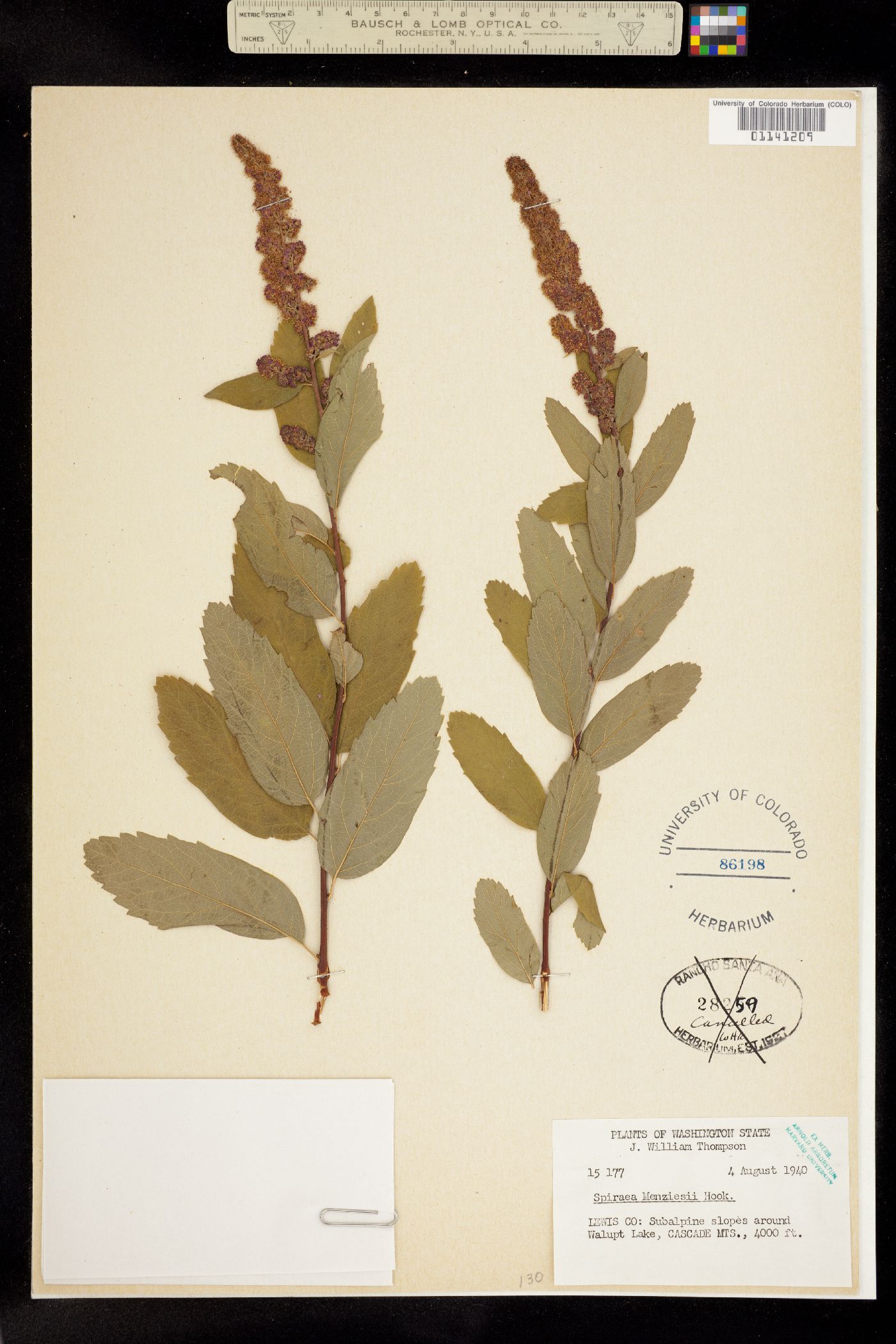 Spiraea douglasii image