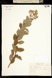 Image of Spiraea latifolia