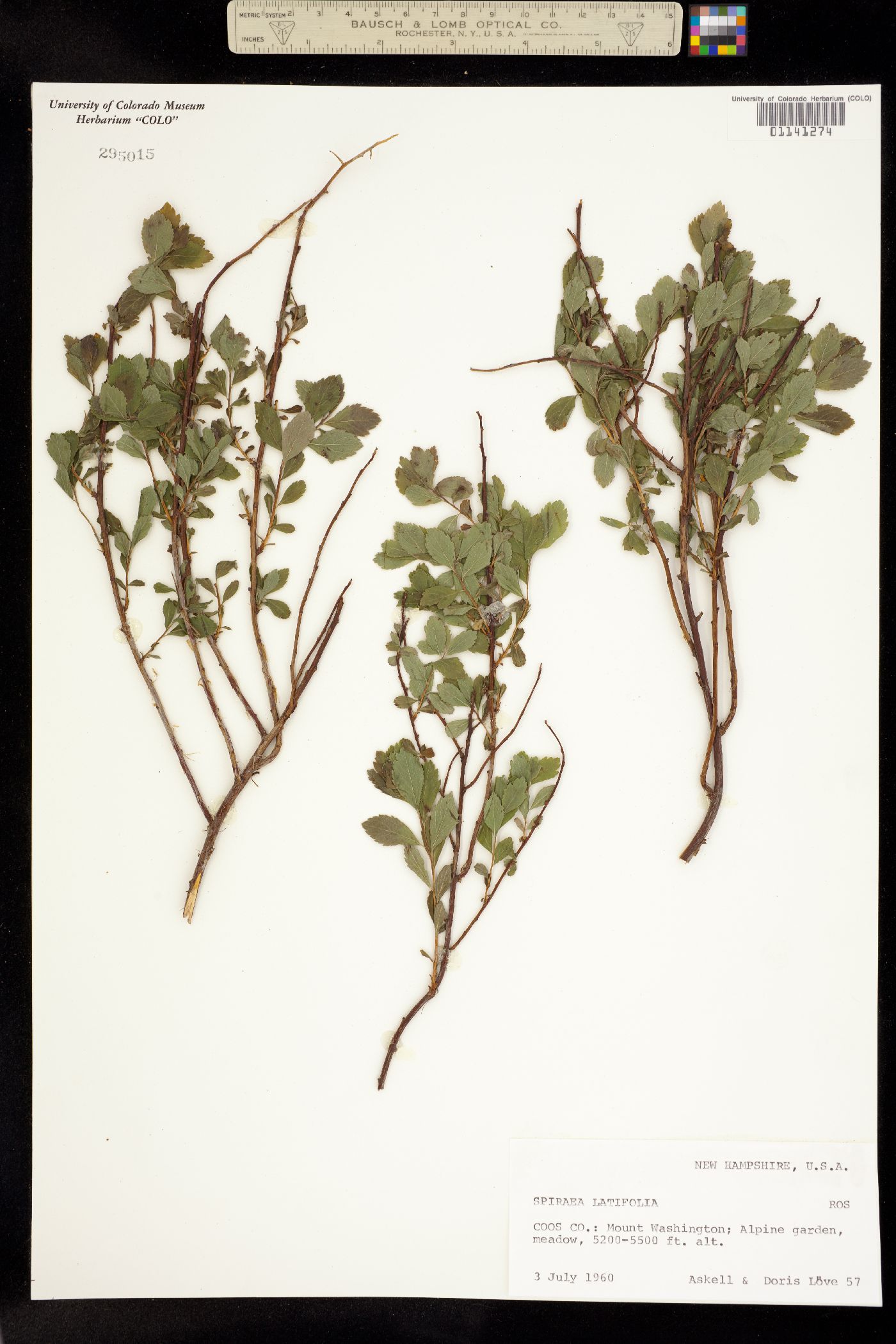 Spiraea alba image