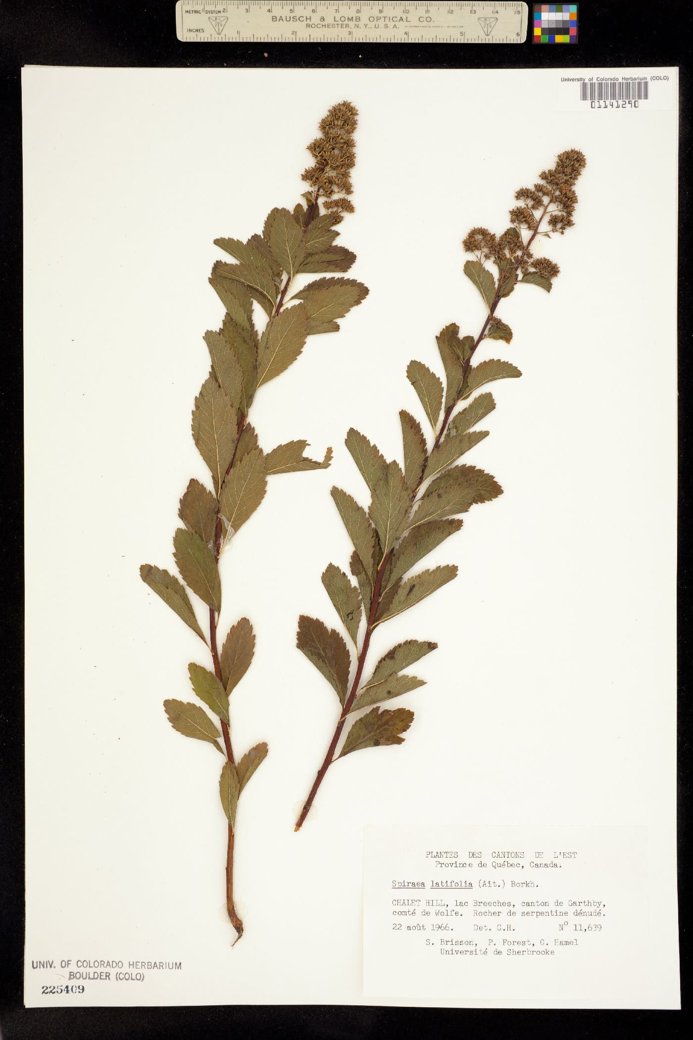 Spiraea alba image