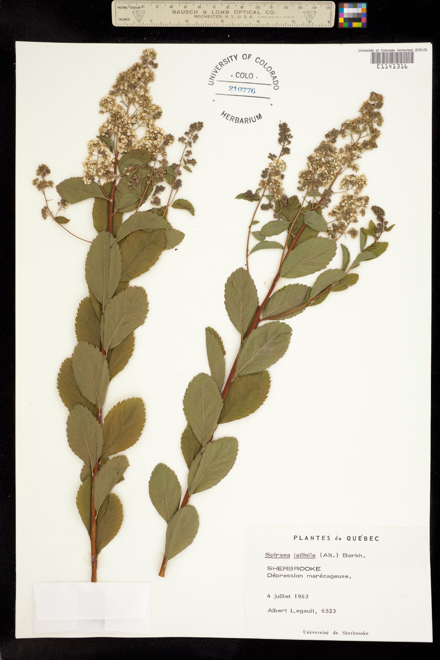 Spiraea alba var. latifolia image