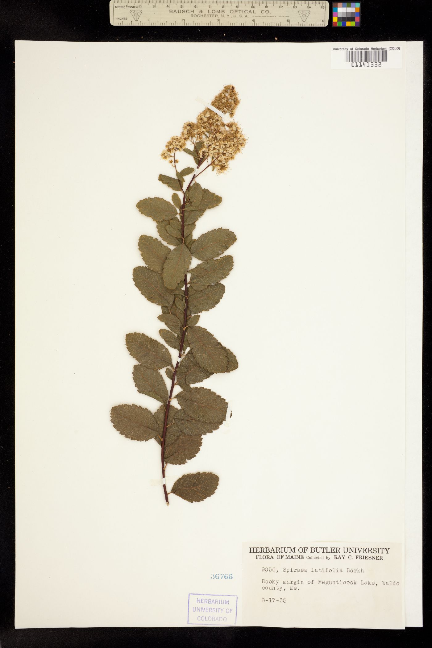 Spiraea alba var. latifolia image