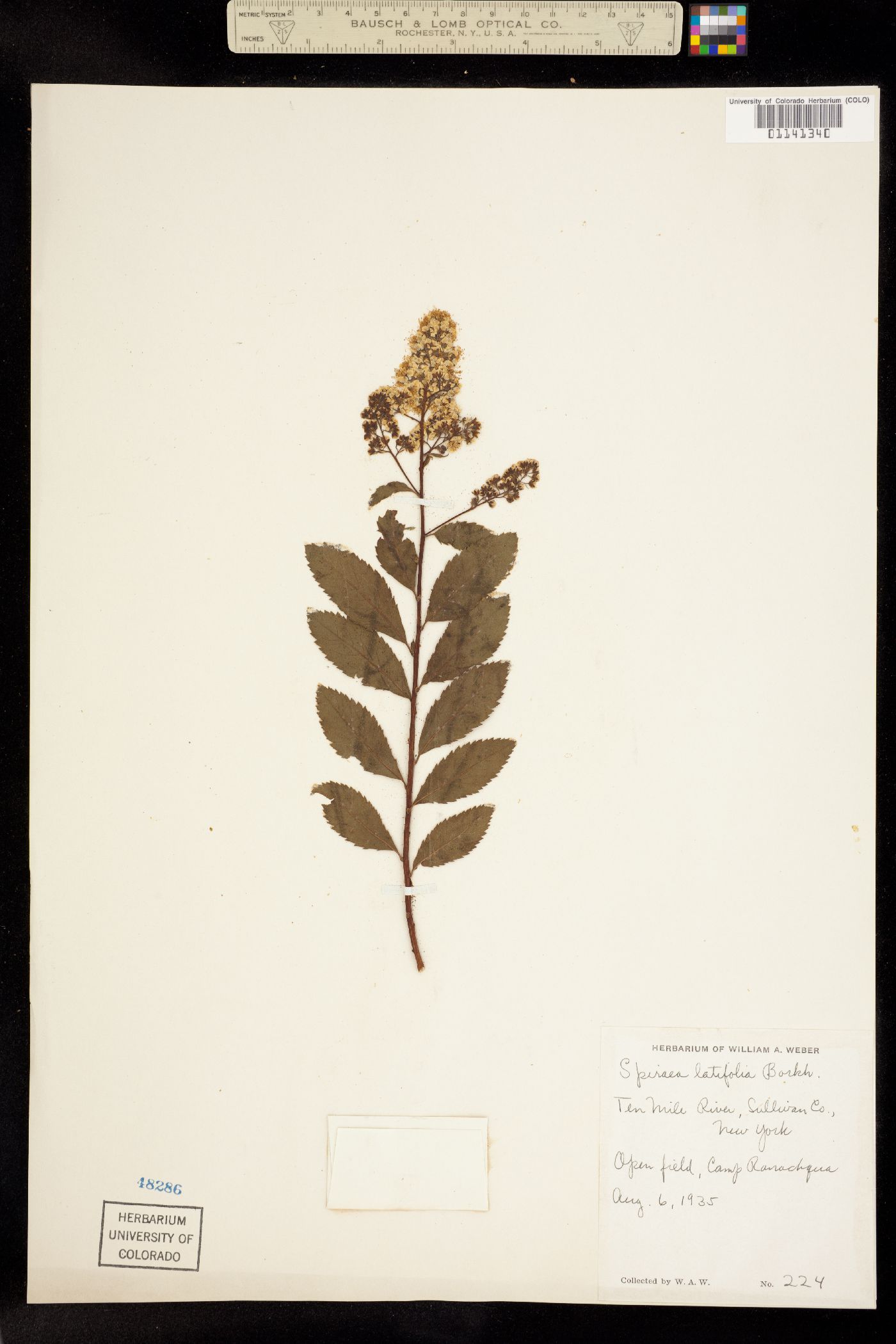 Spiraea alba image