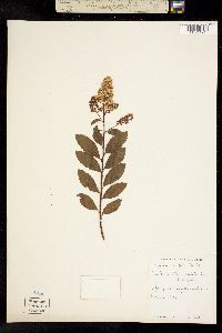 Spiraea alba var. latifolia image