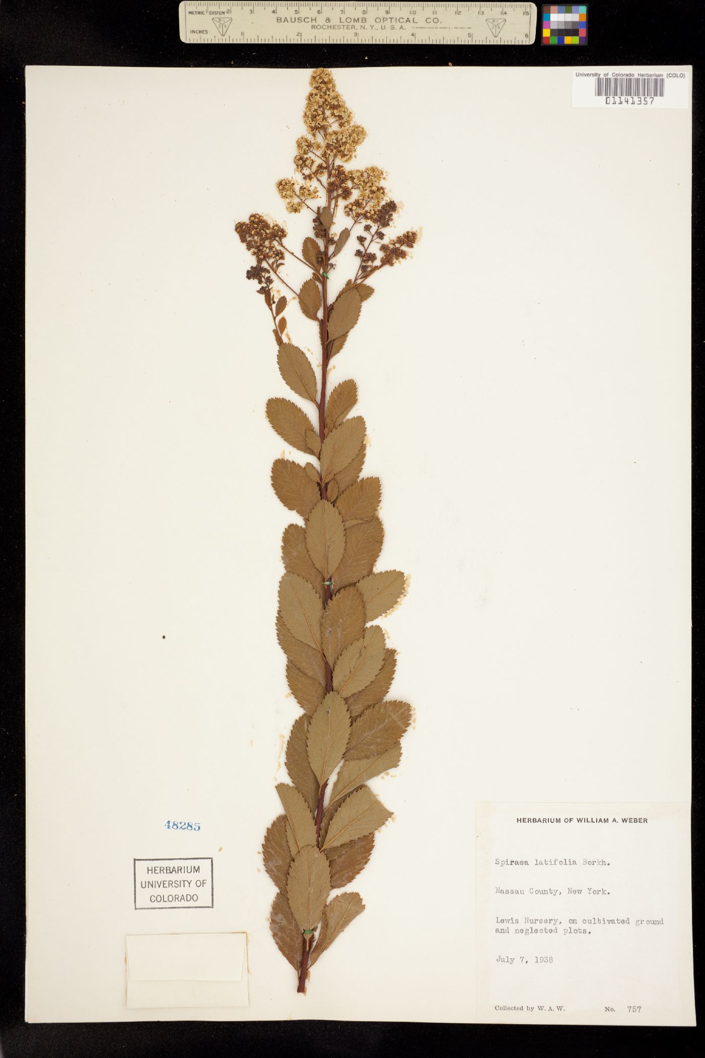Spiraea alba image