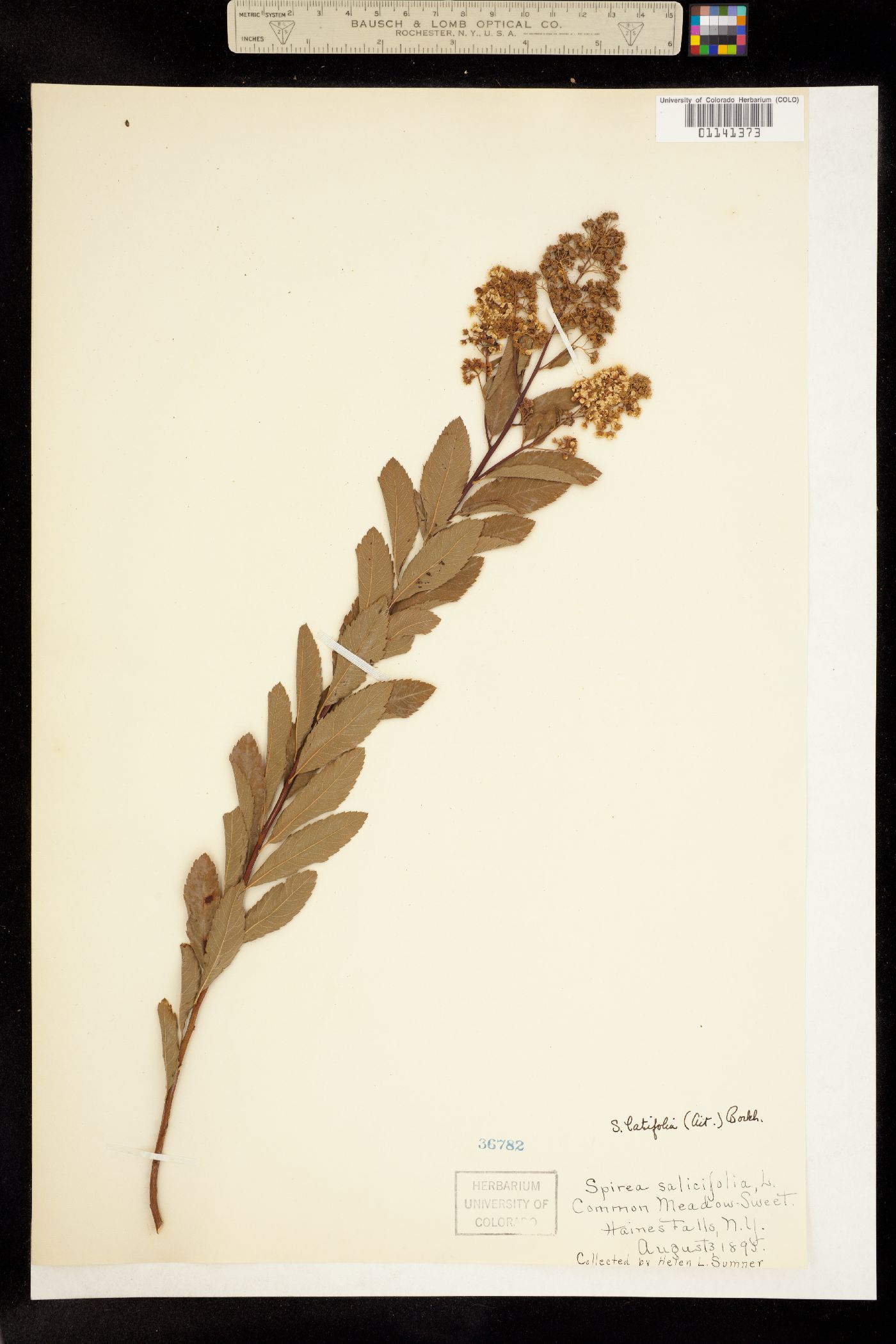 Spiraea alba var. latifolia image