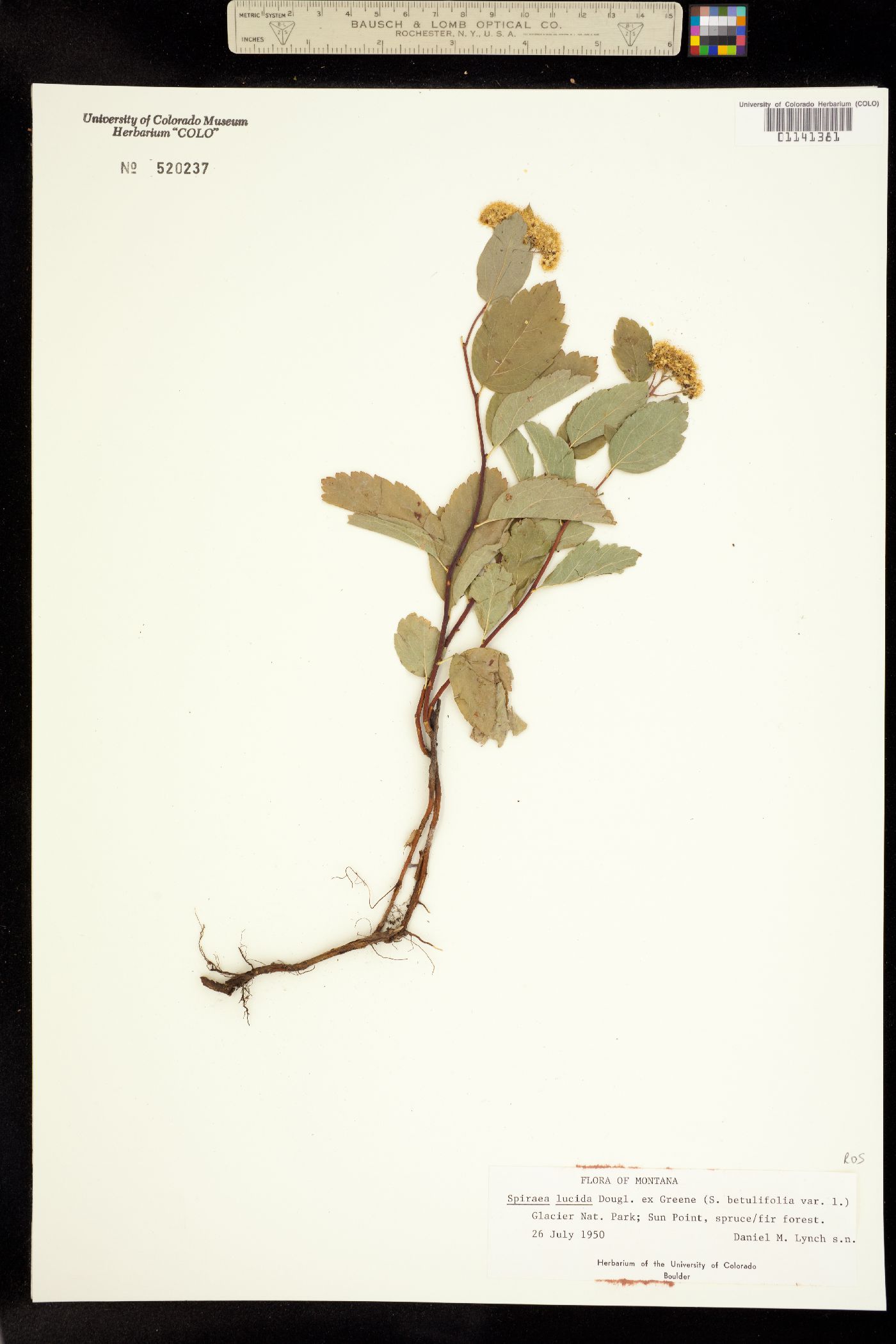 Spiraea betulifolia image
