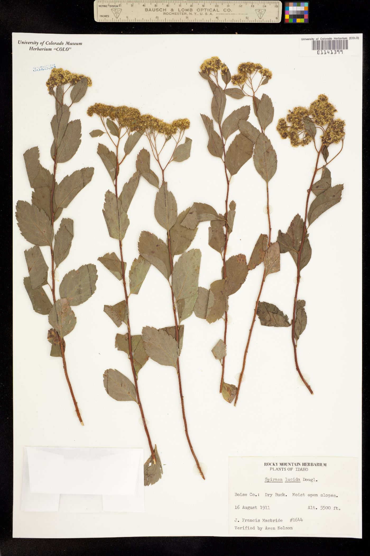 Spiraea betulifolia image