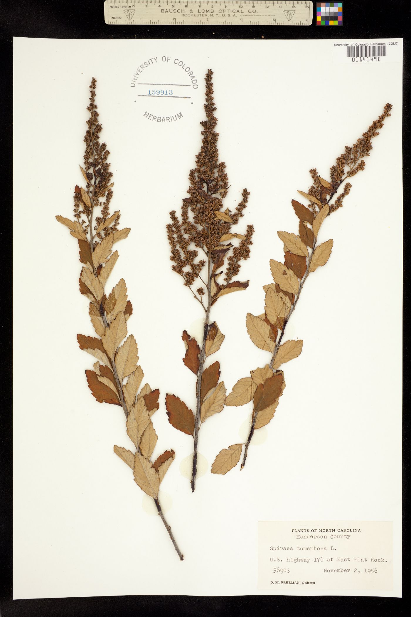 Spiraea tomentosa image