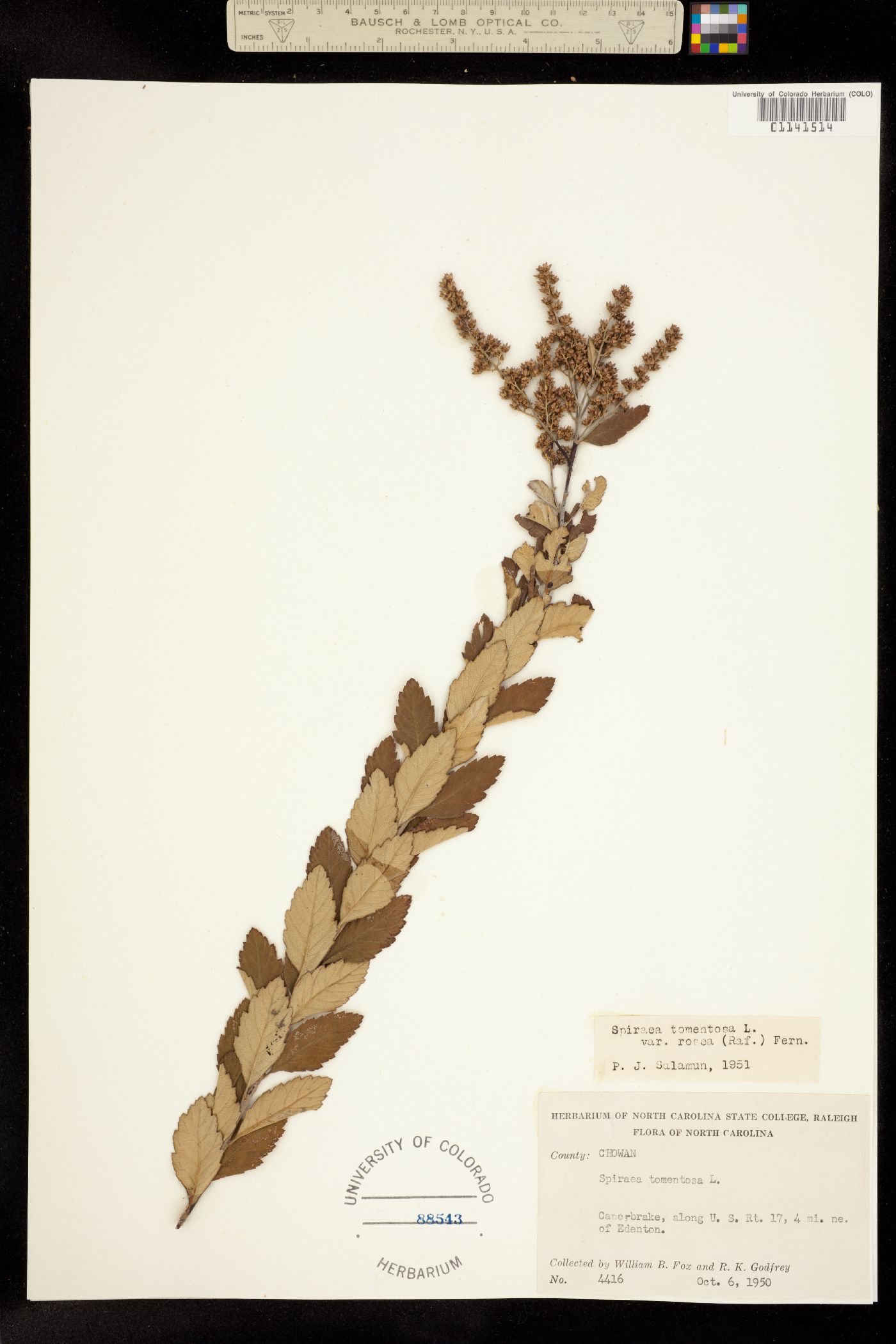 Spiraea tomentosa image