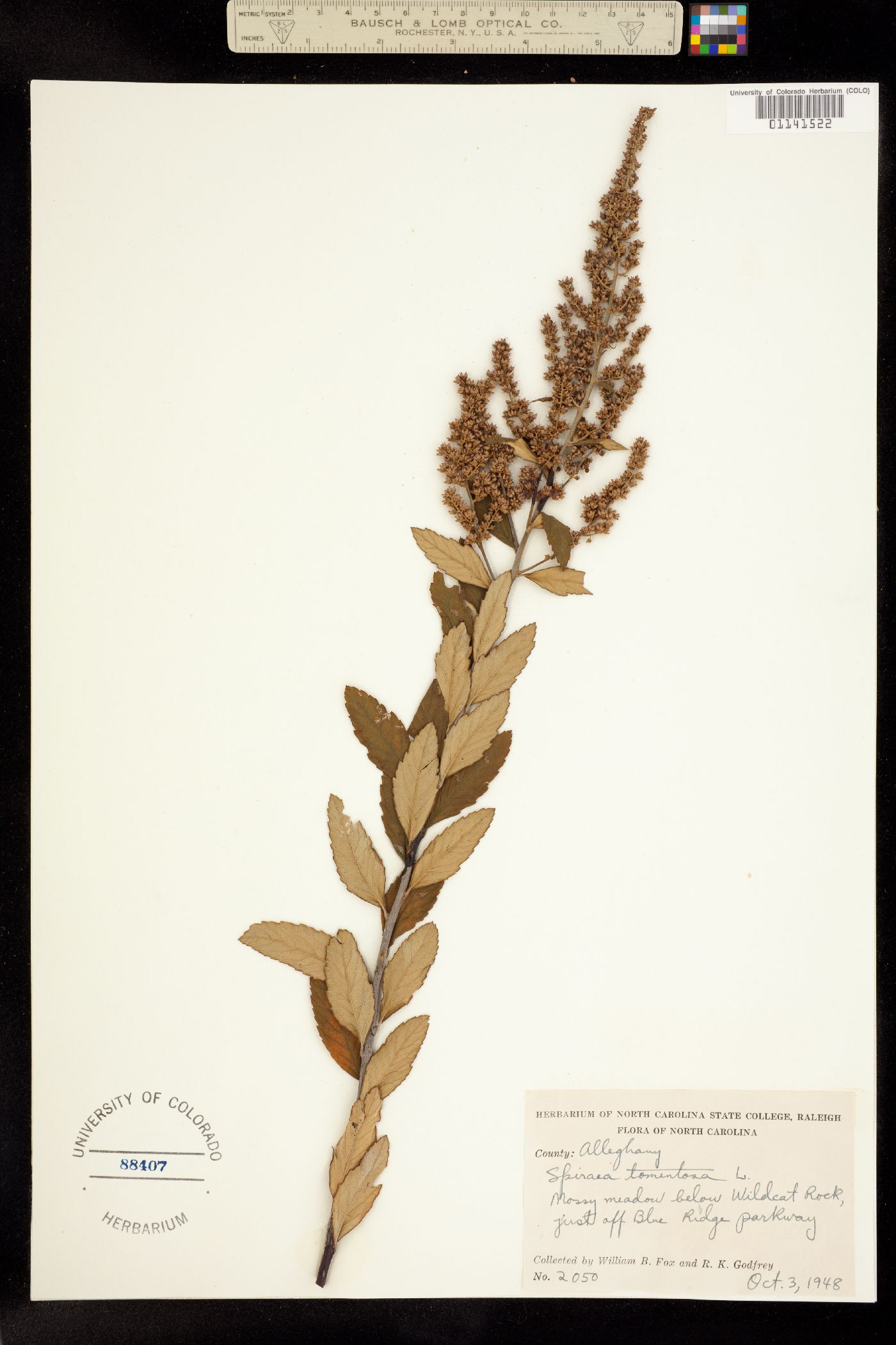 Spiraea tomentosa image