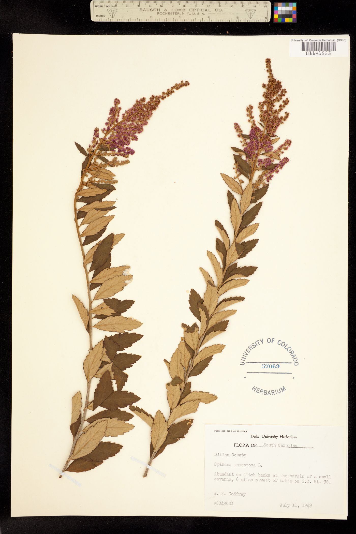 Spiraea tomentosa image