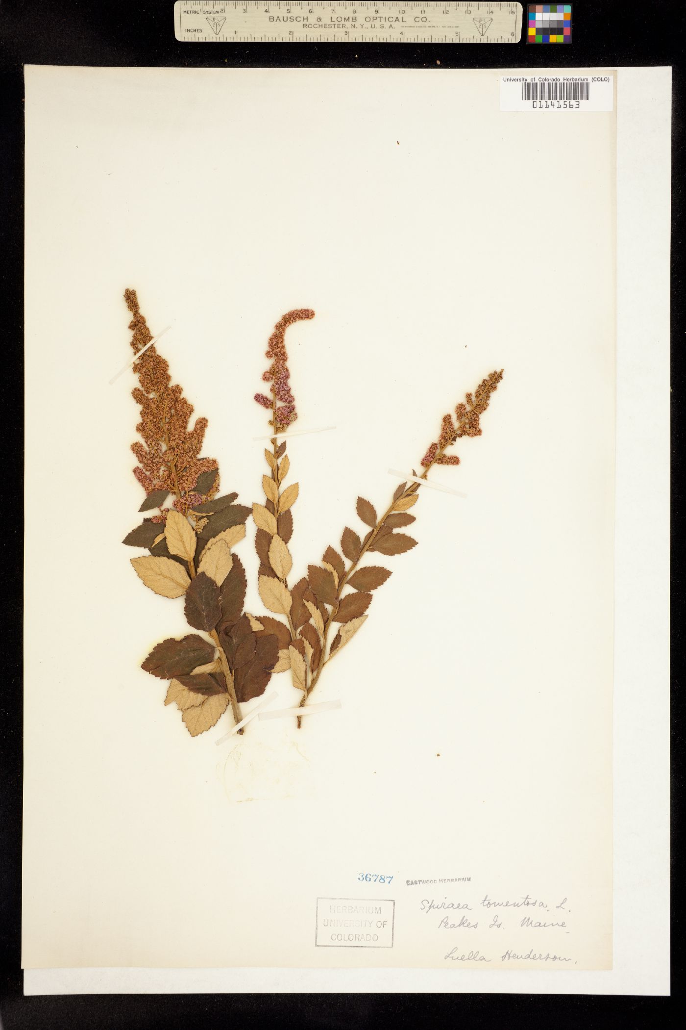 Spiraea tomentosa image