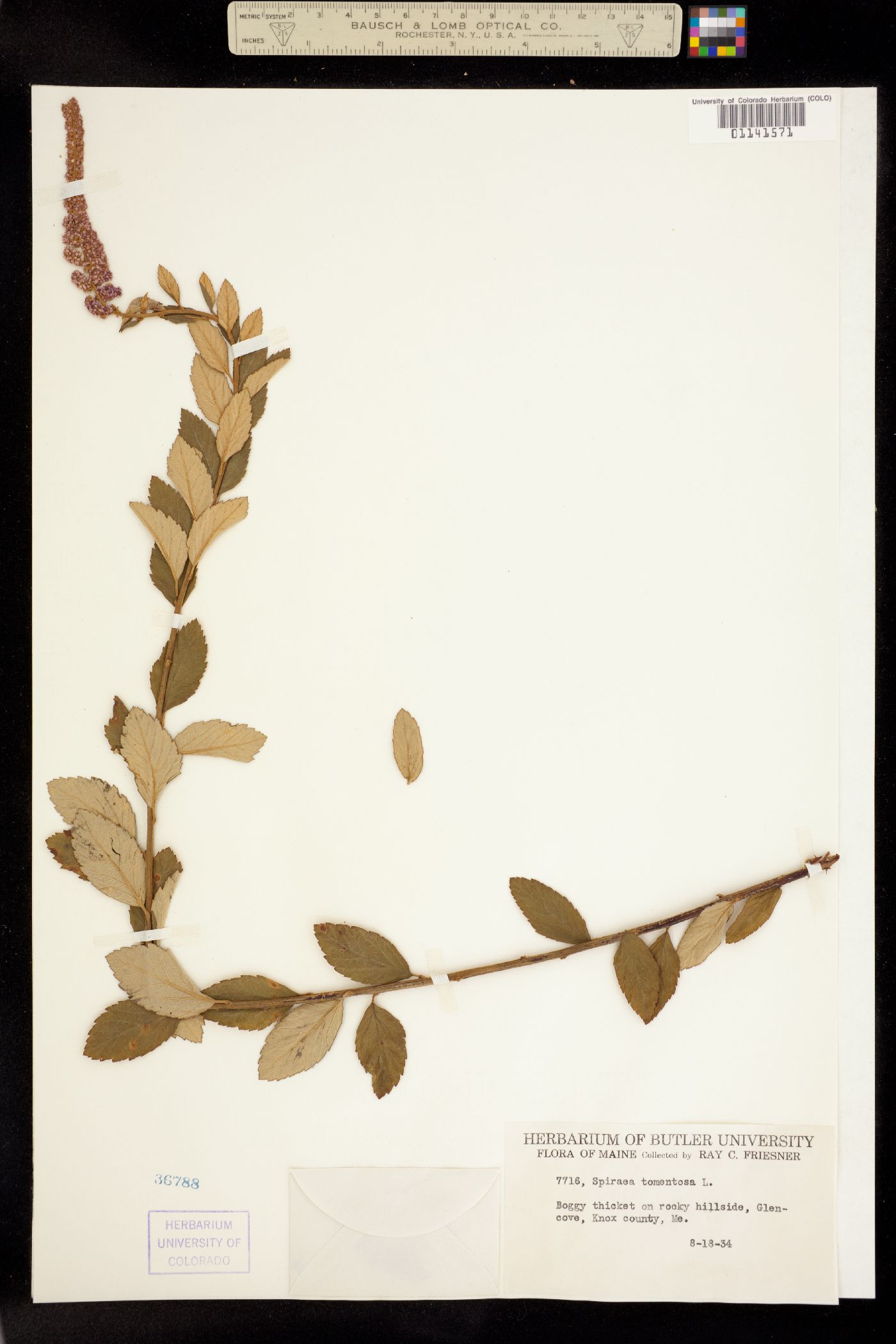 Spiraea tomentosa image