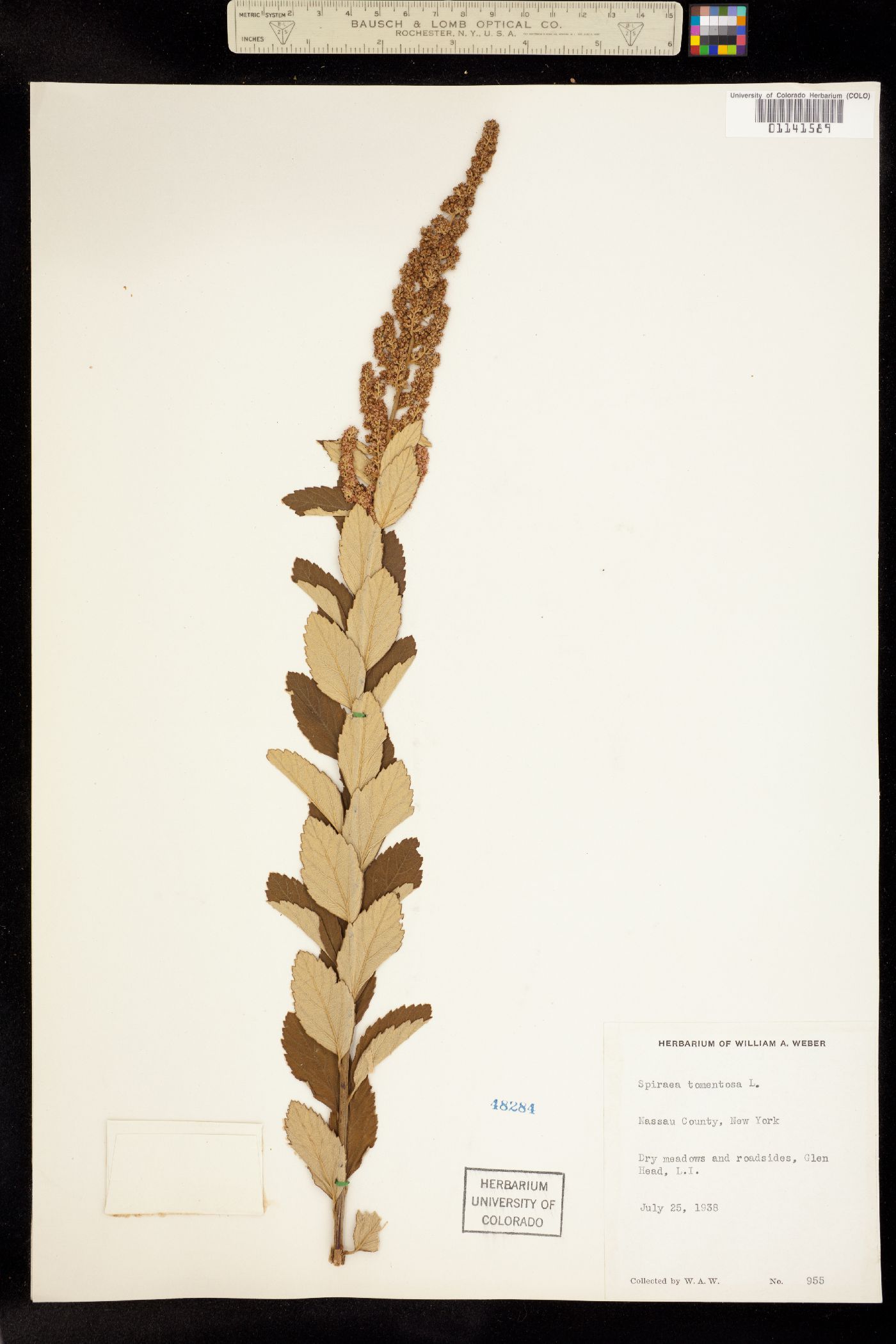 Spiraea tomentosa image