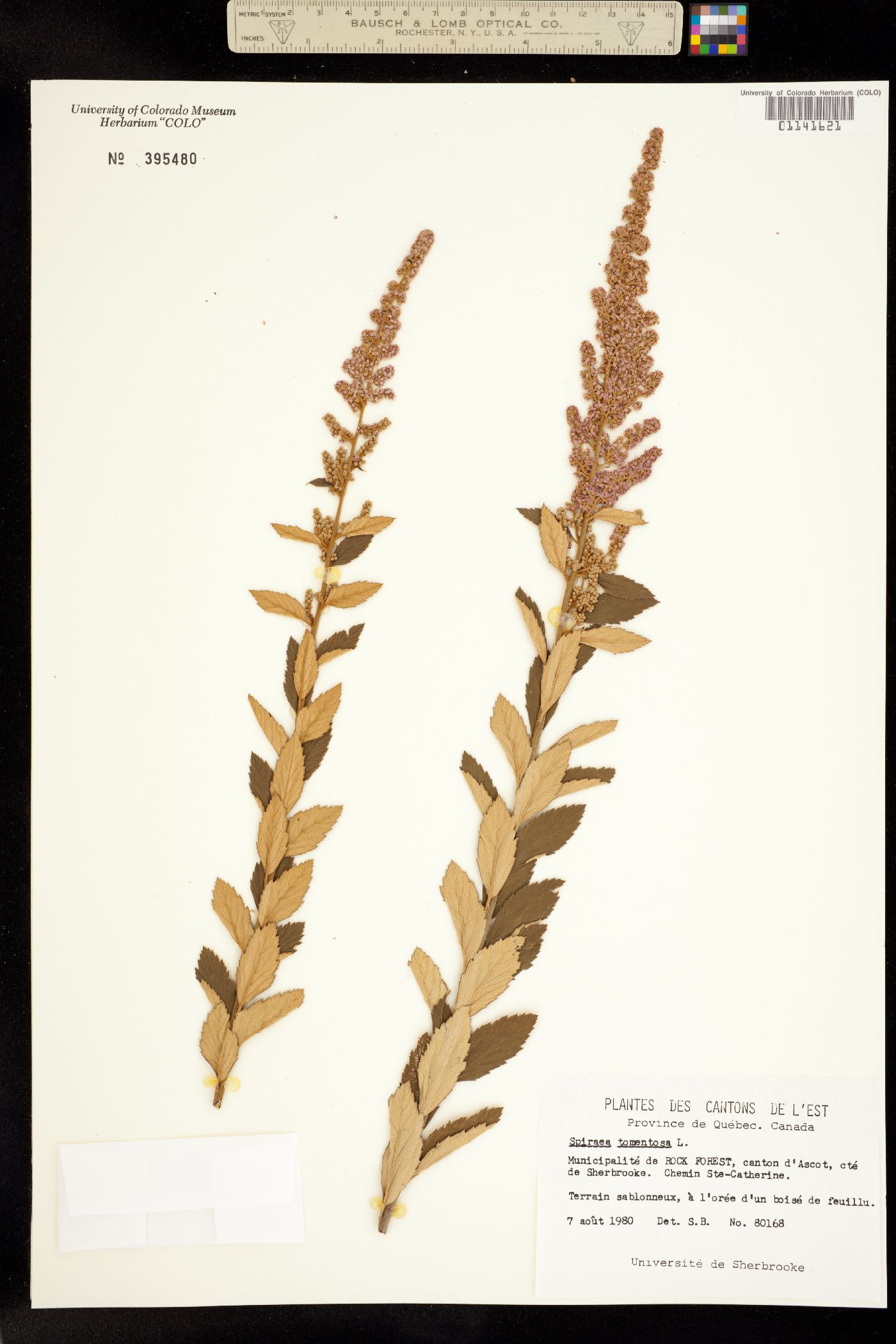 Spiraea tomentosa image