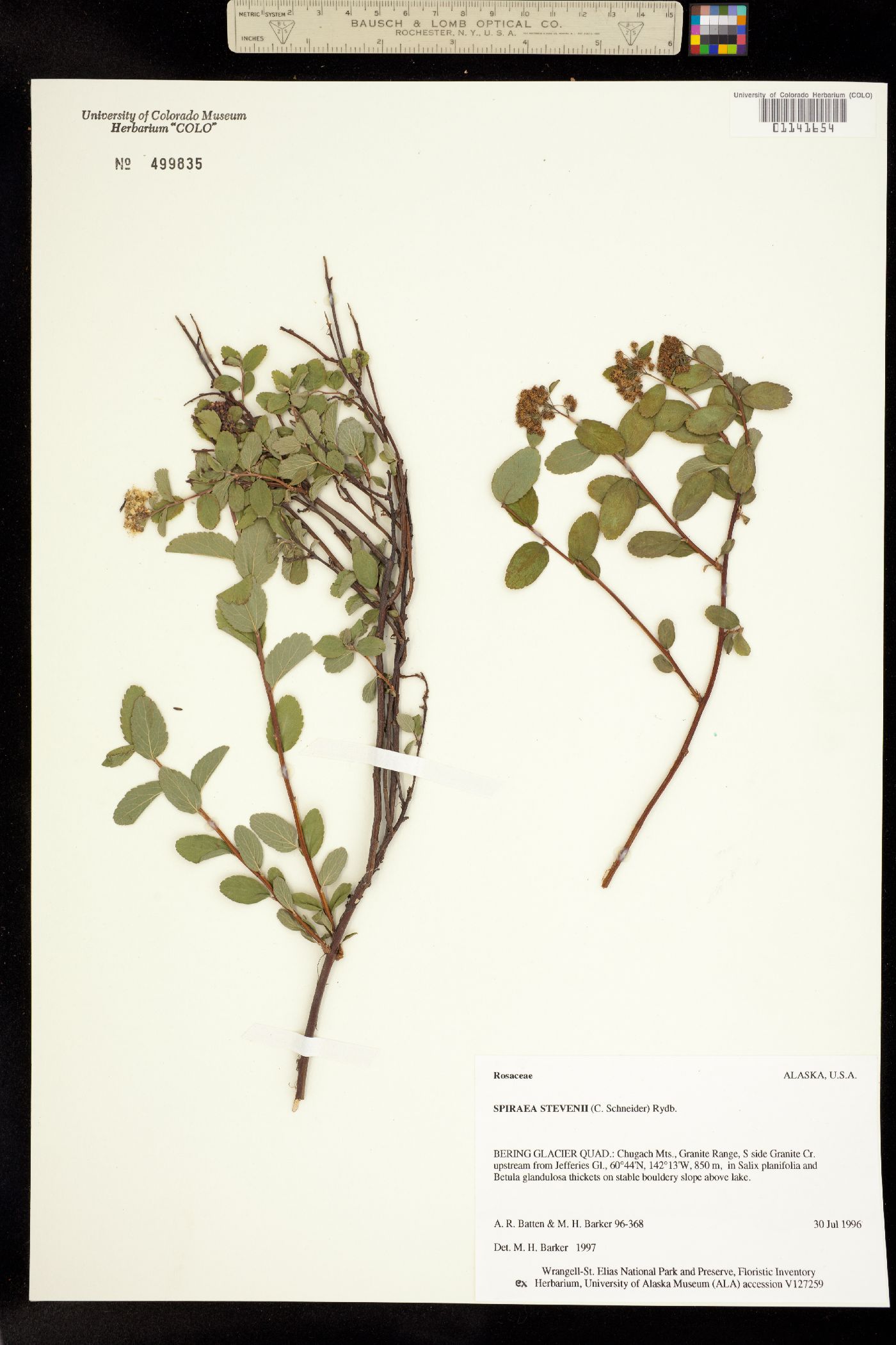 Spiraea stevenii image