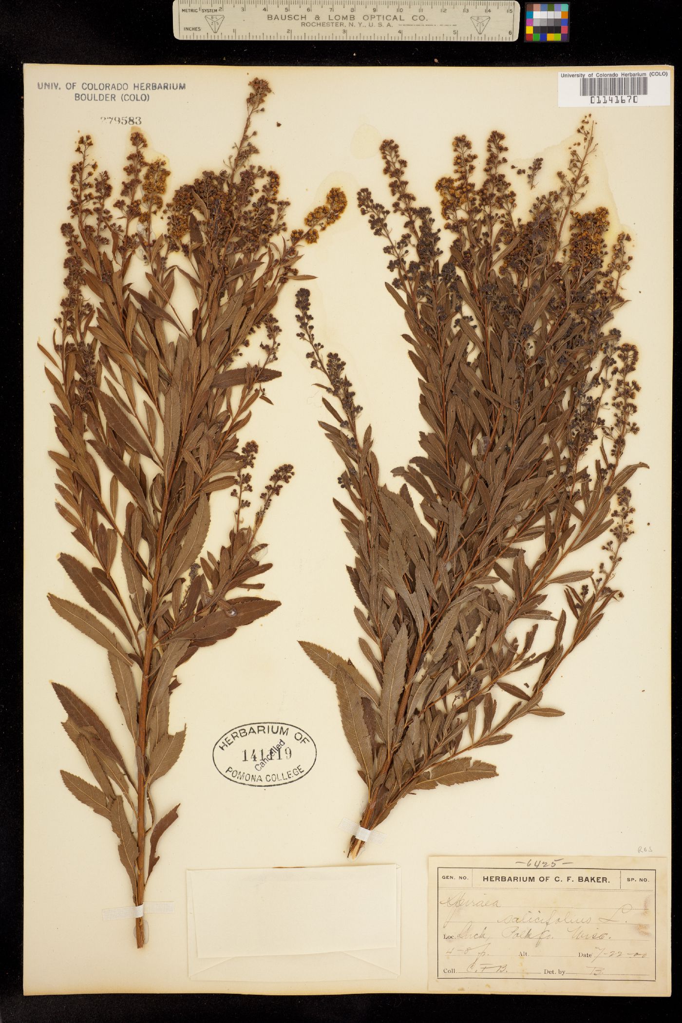 Spiraea salicifolia image