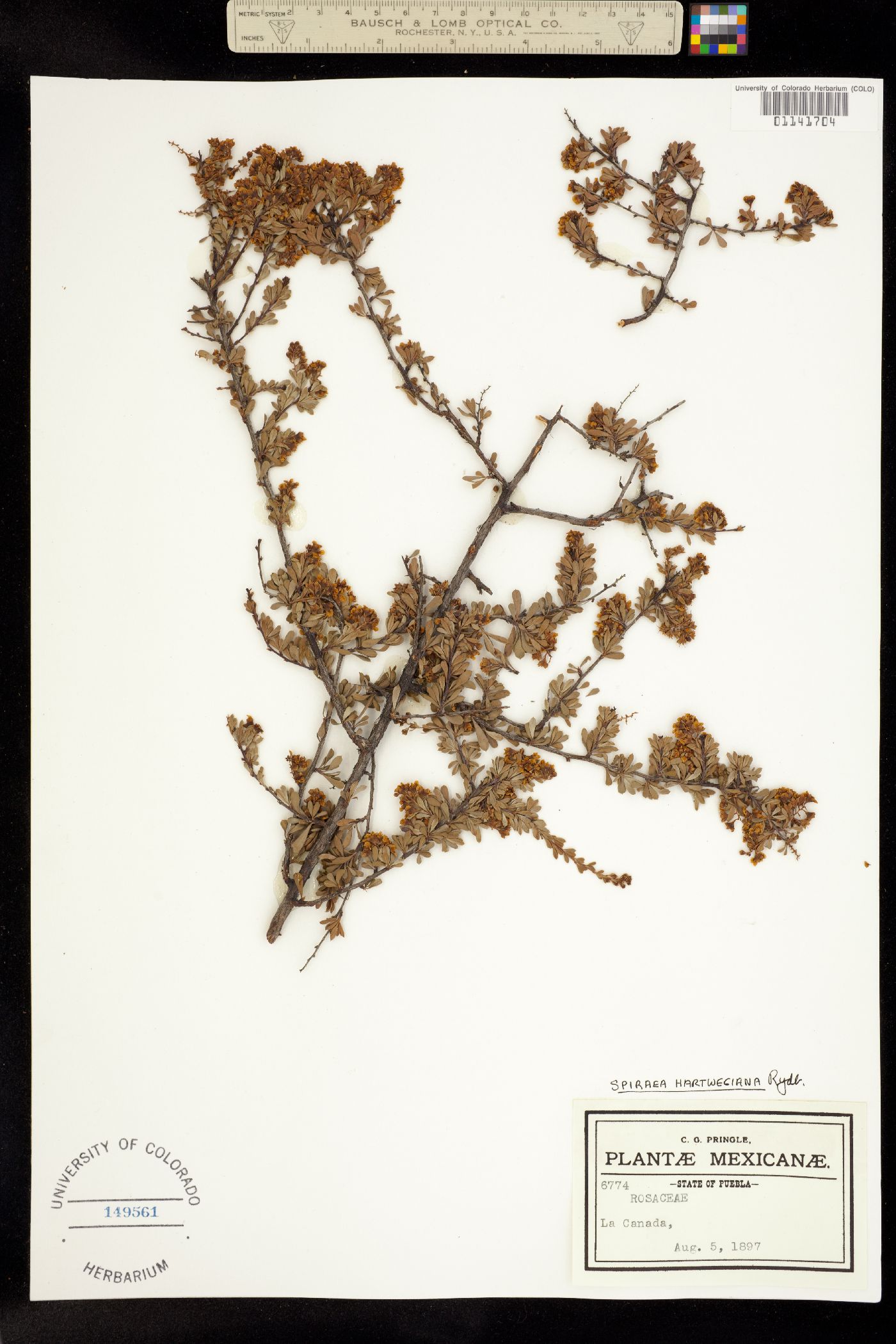 Spiraea hartwegiana image