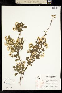 Image of Spiraea vanhouttei