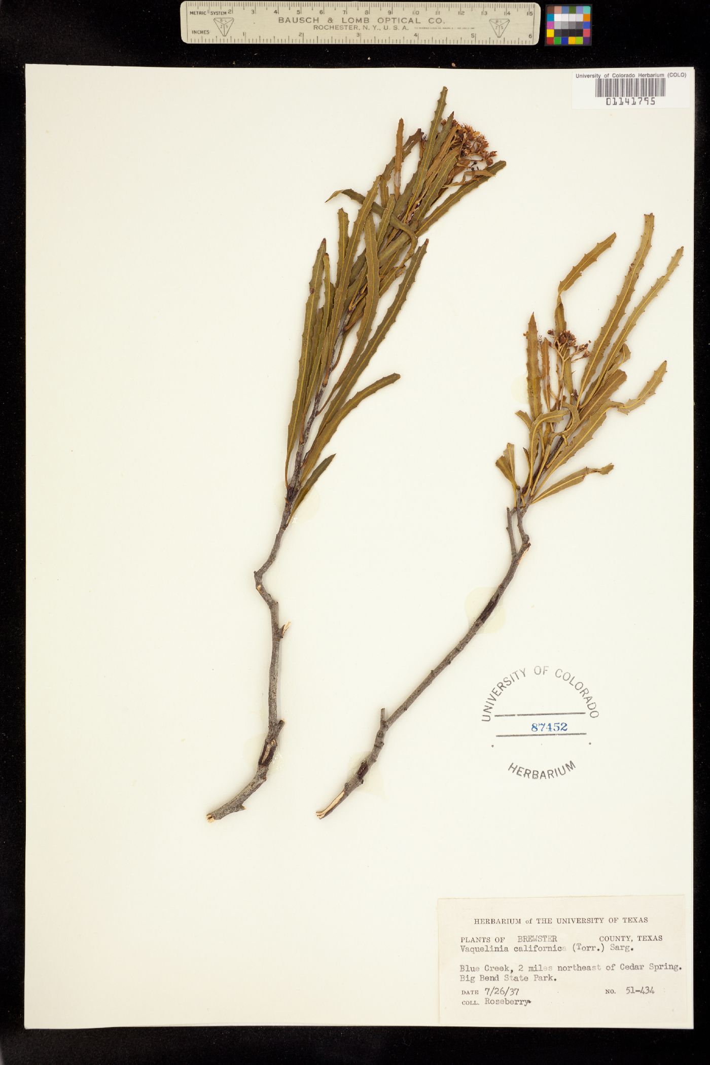 Vauquelinia californica image