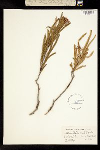 Image of Vauquelinia californica