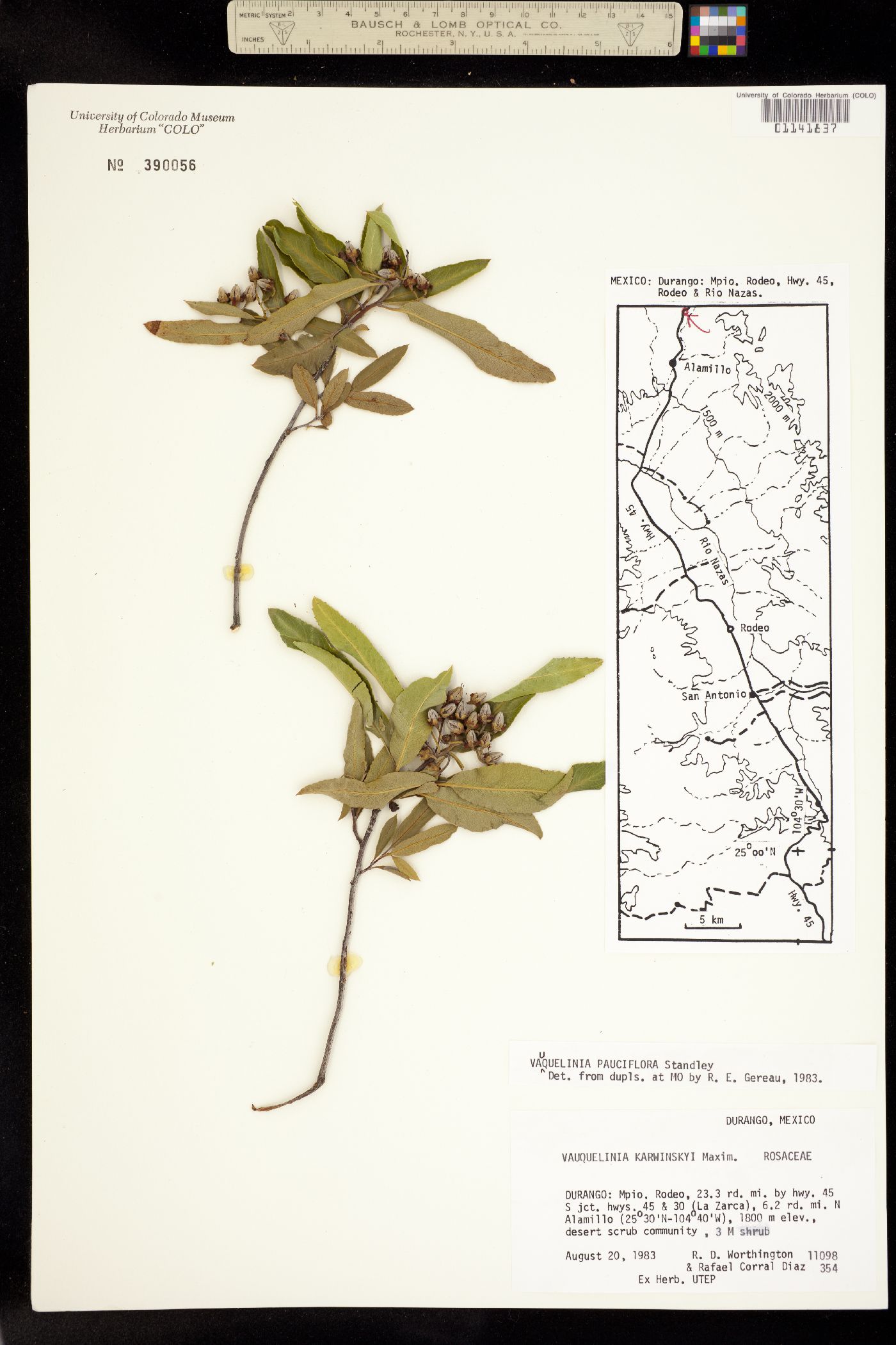 Vauquelinia californica ssp. pauciflora image