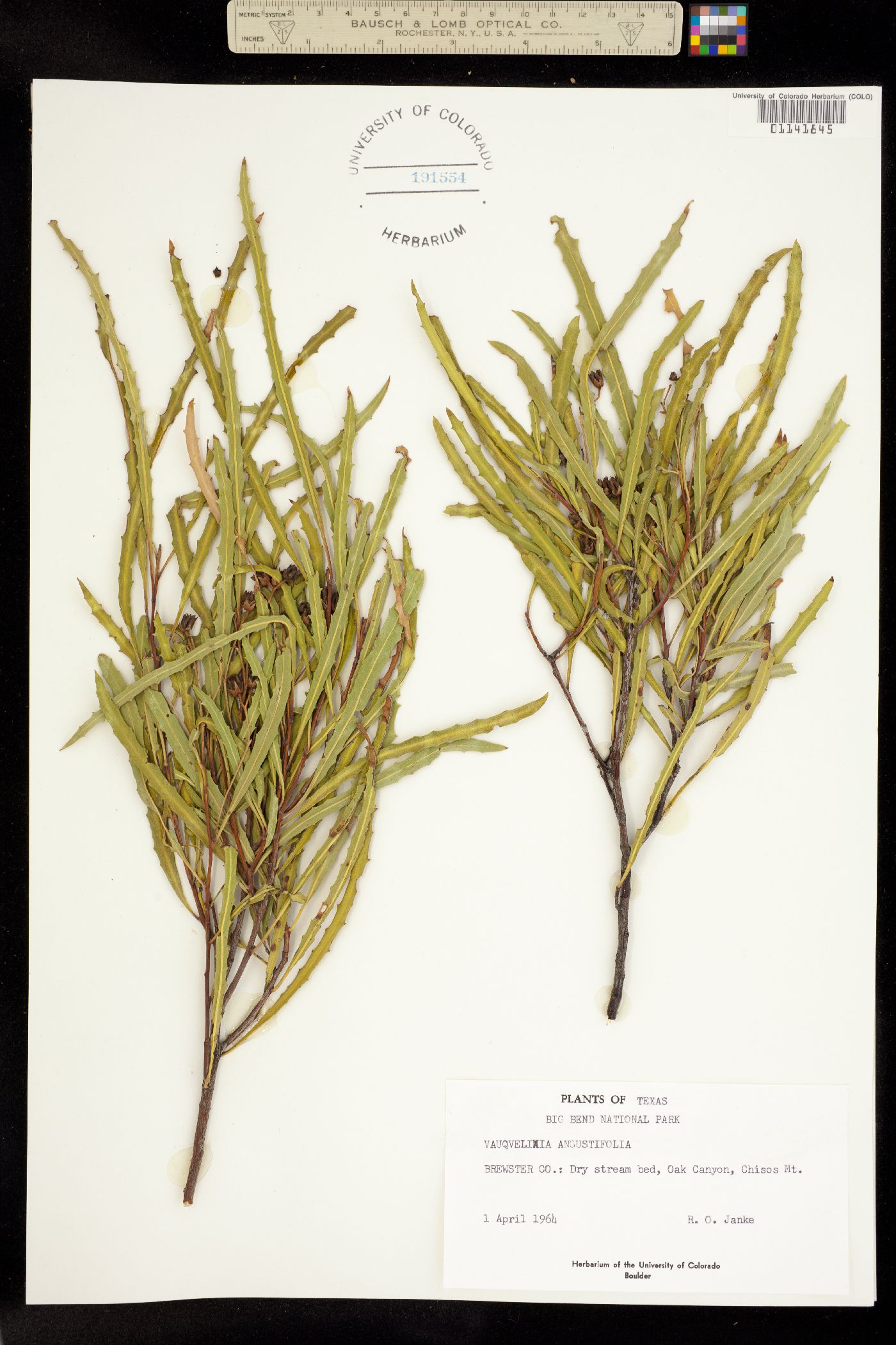 Vauquelinia corymbosa ssp. angustifolia image