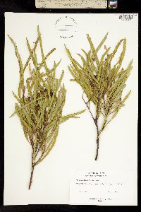 Image of Vanquelinia angustifolia