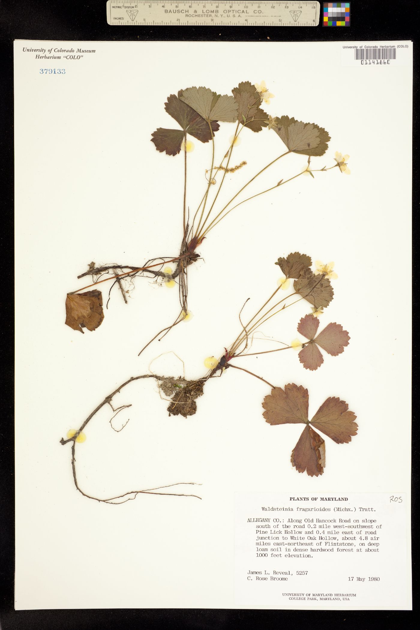 Waldsteinia fragarioides image