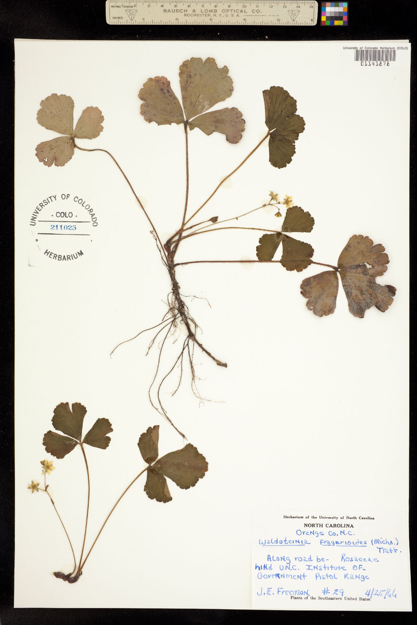 Waldsteinia fragarioides image