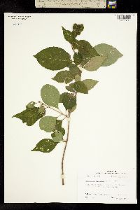 Image of Forestiera acuminata