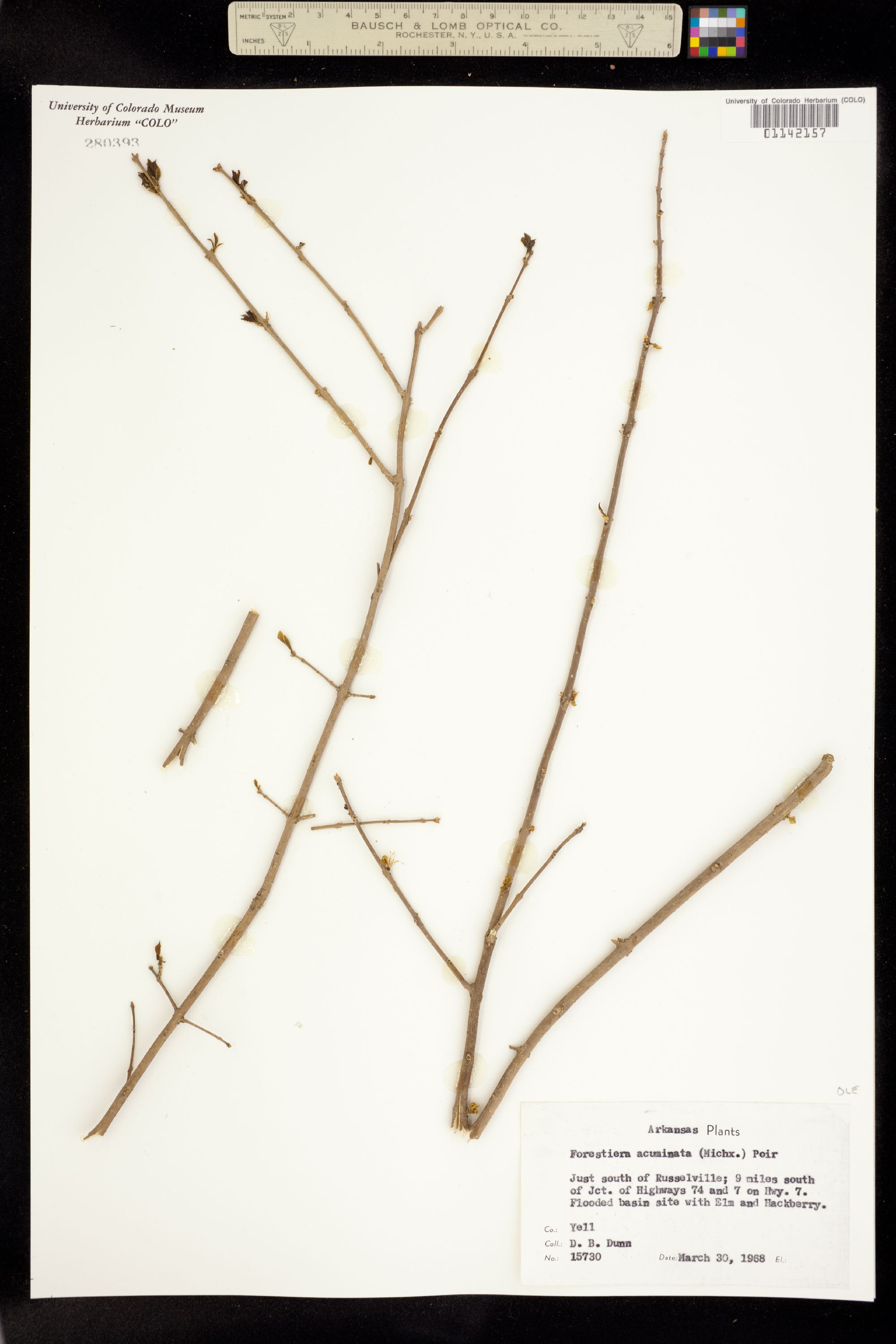 Forestiera acuminata image