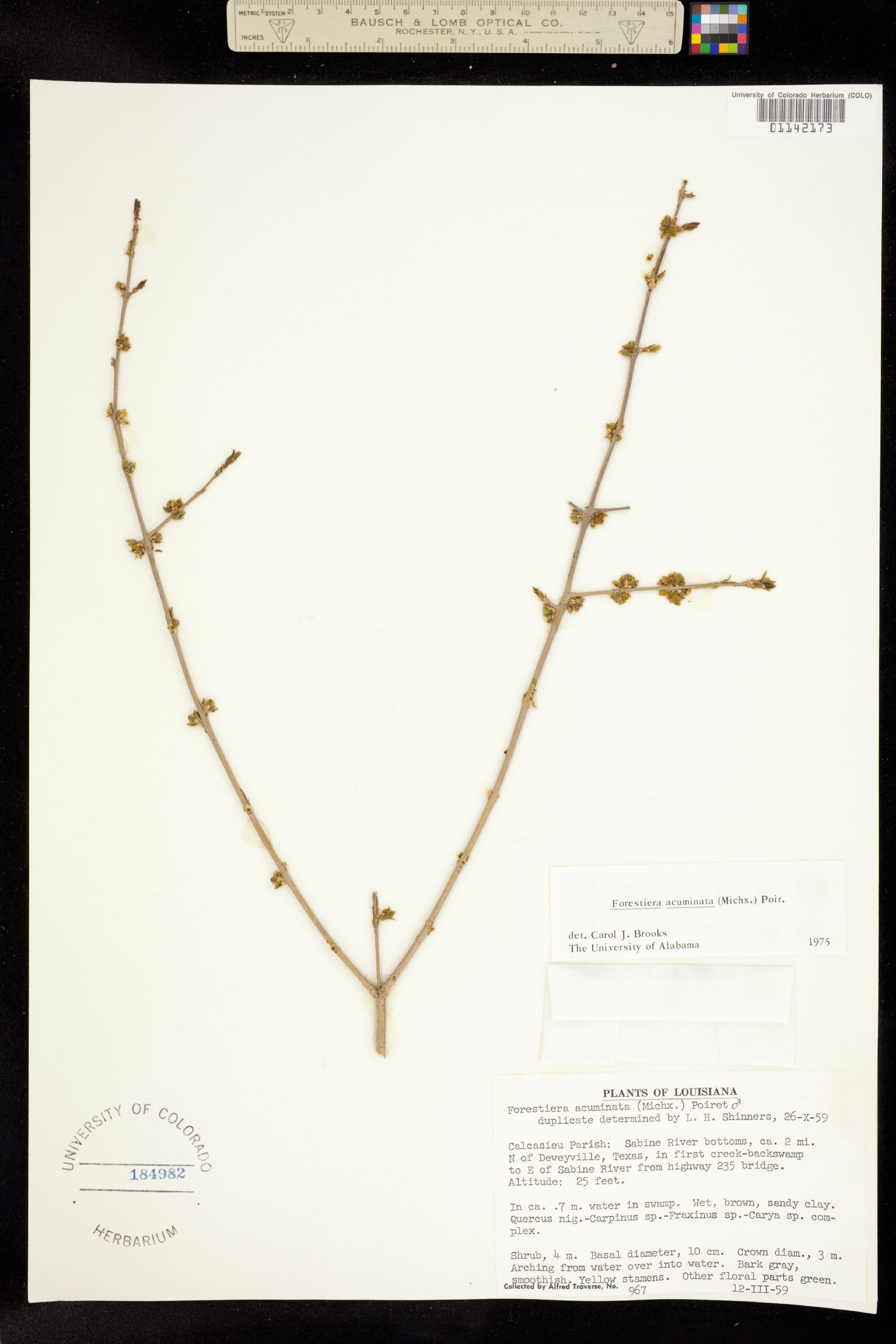 Forestiera acuminata image