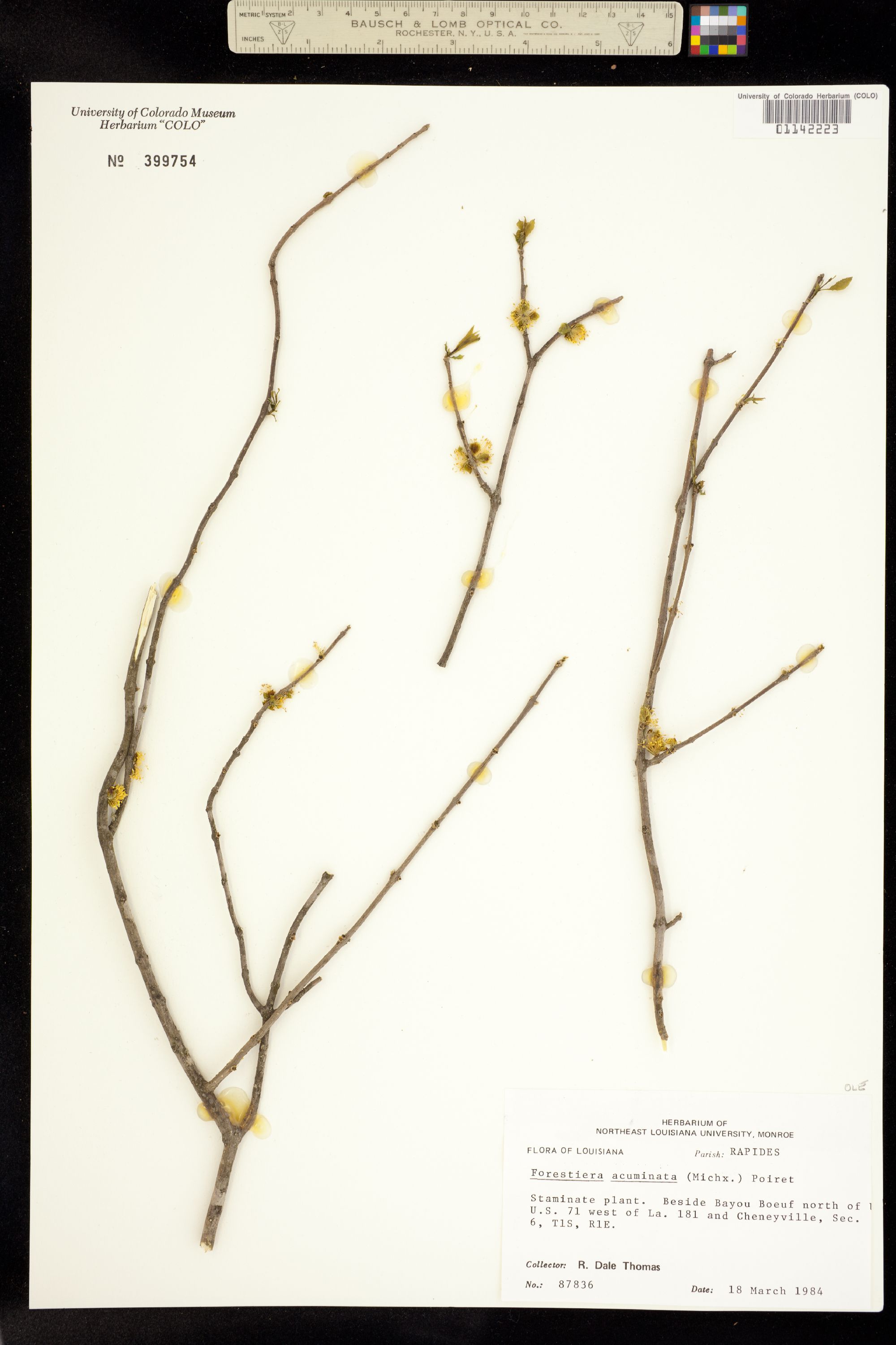 Forestiera acuminata image