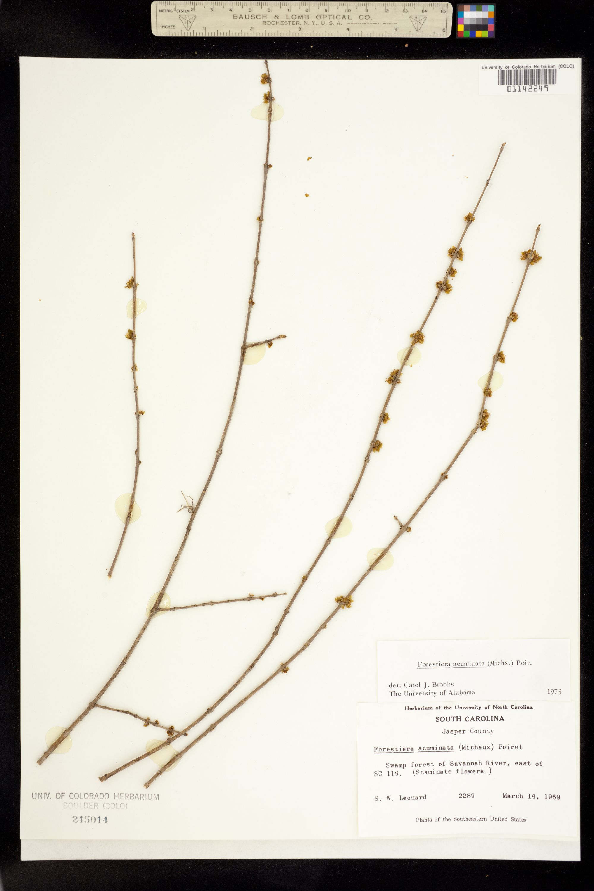 Forestiera acuminata image