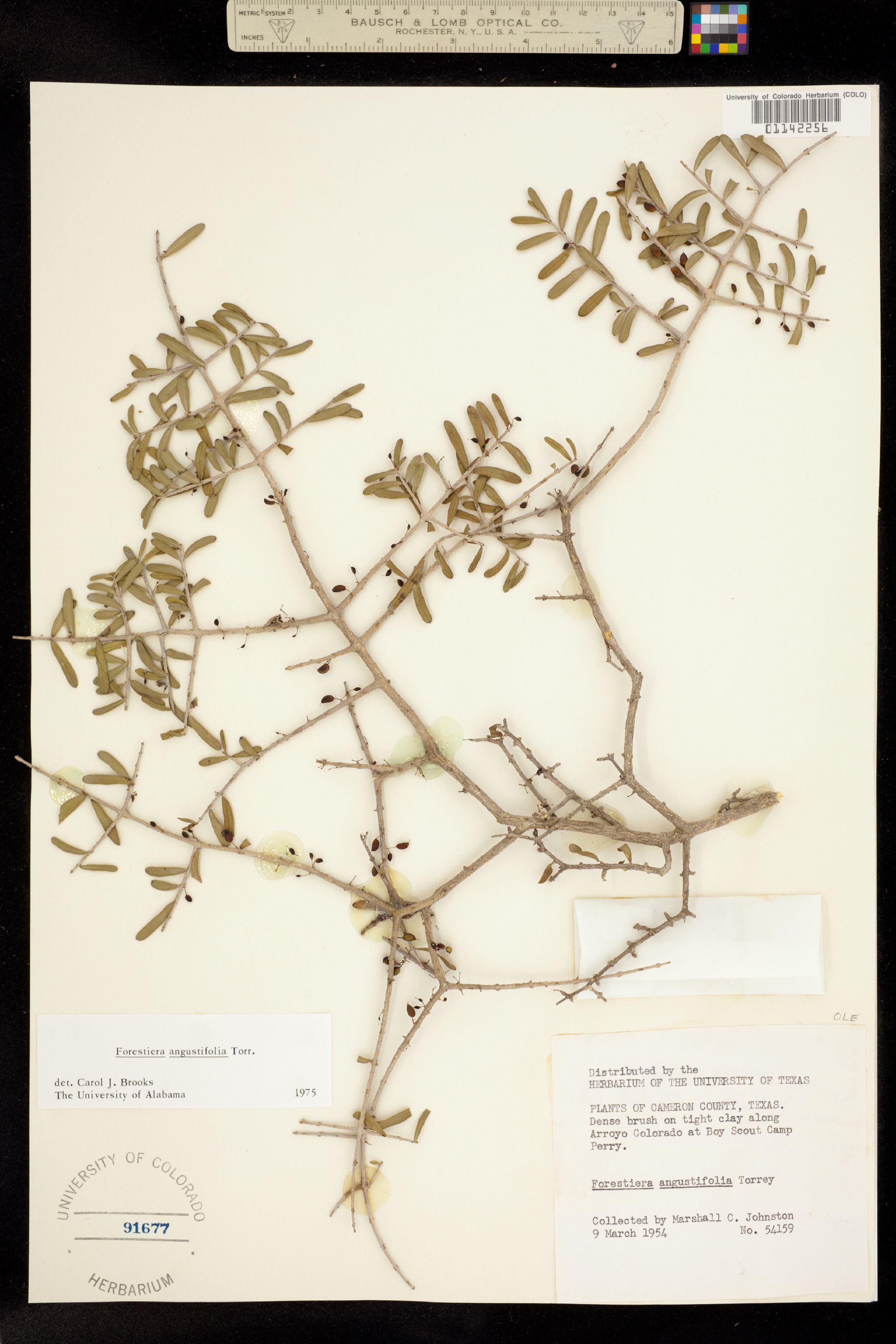 Forestiera angustifolia image