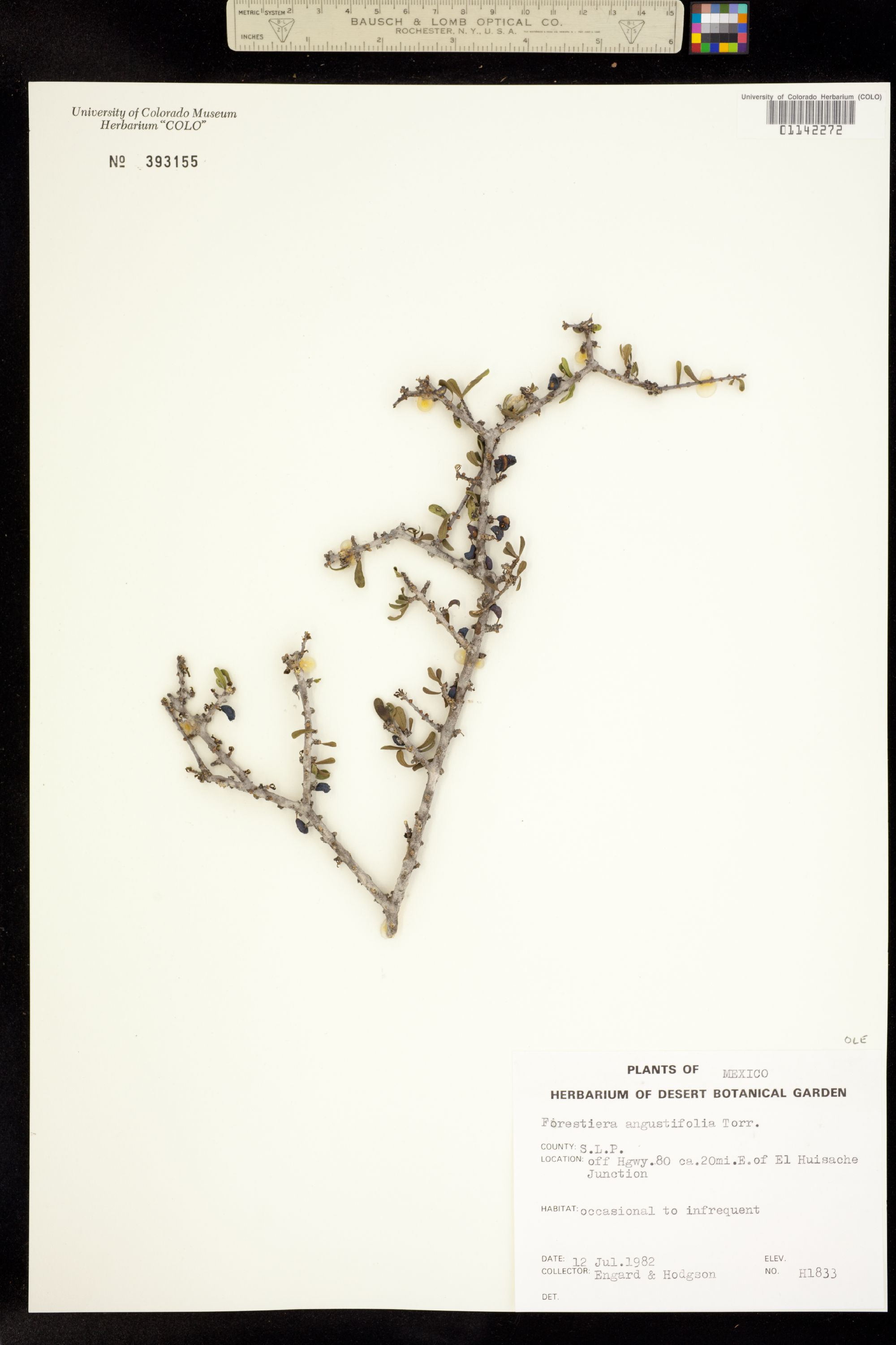 Forestiera angustifolia image