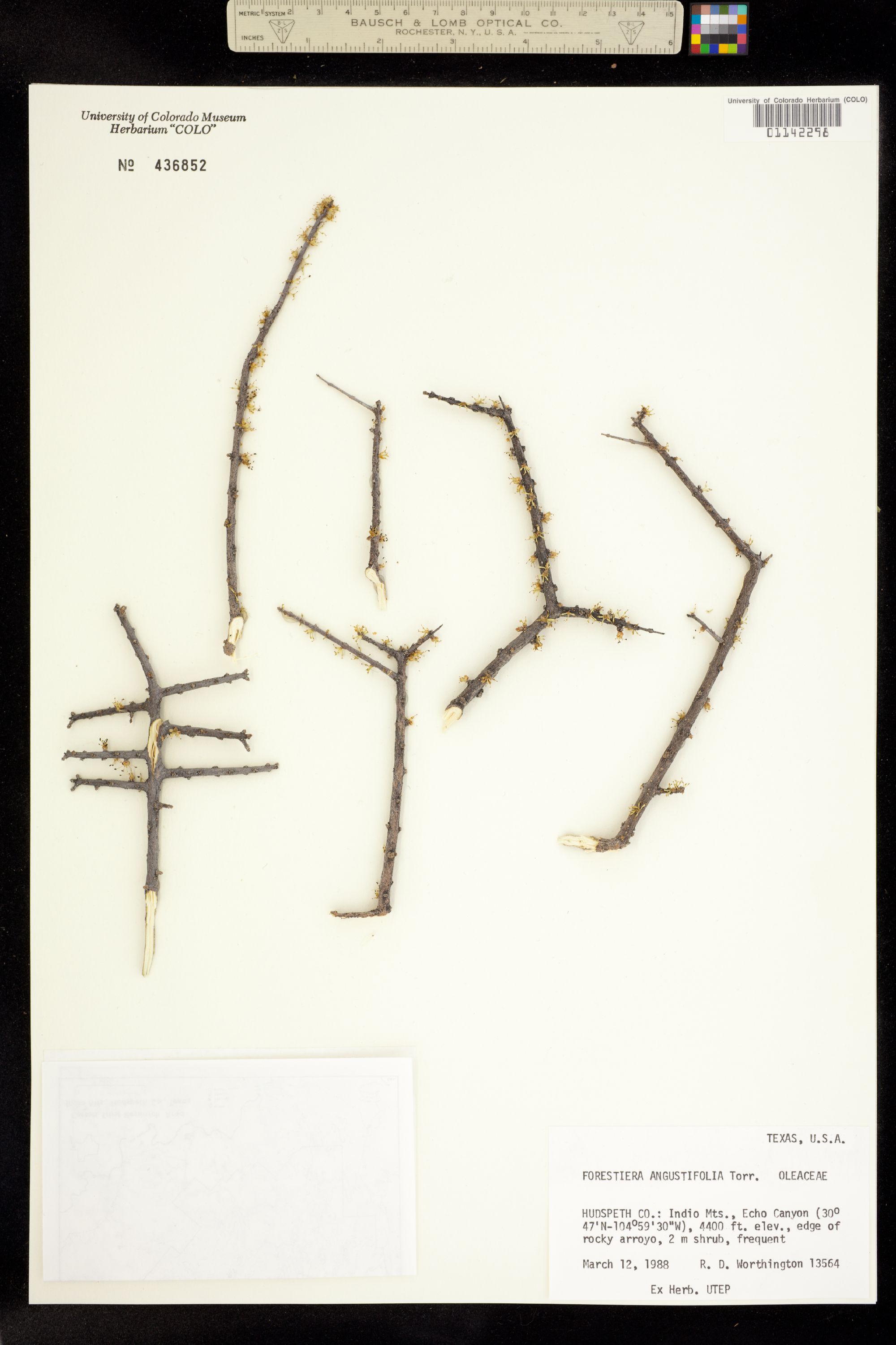 Forestiera angustifolia image